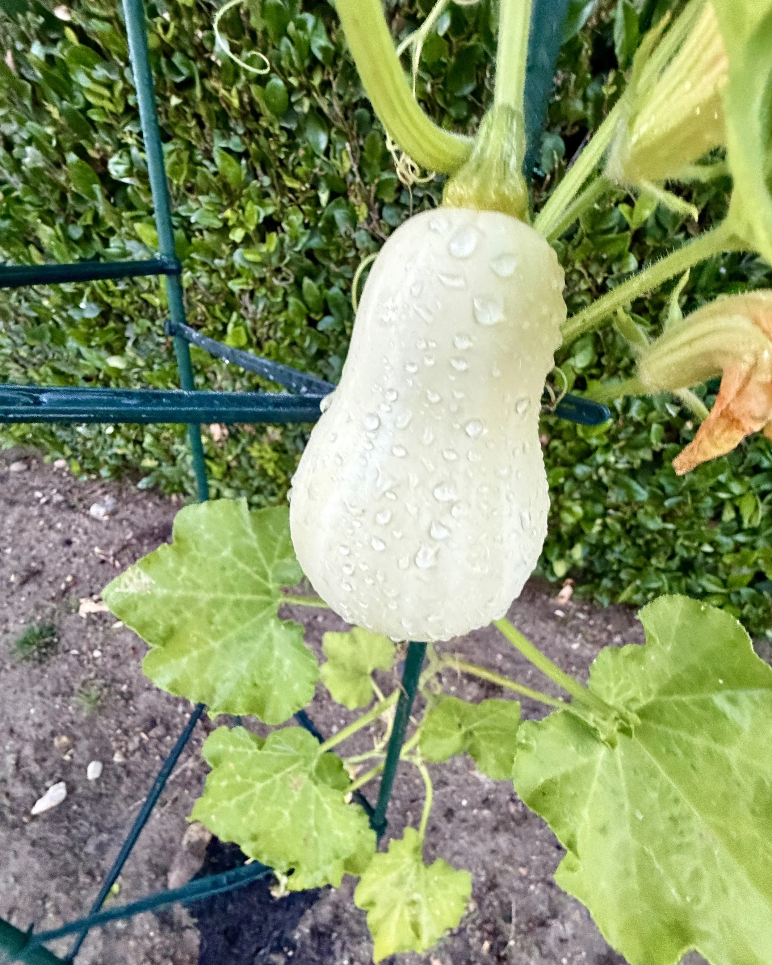 A Season of Growing in More Ways Than One
