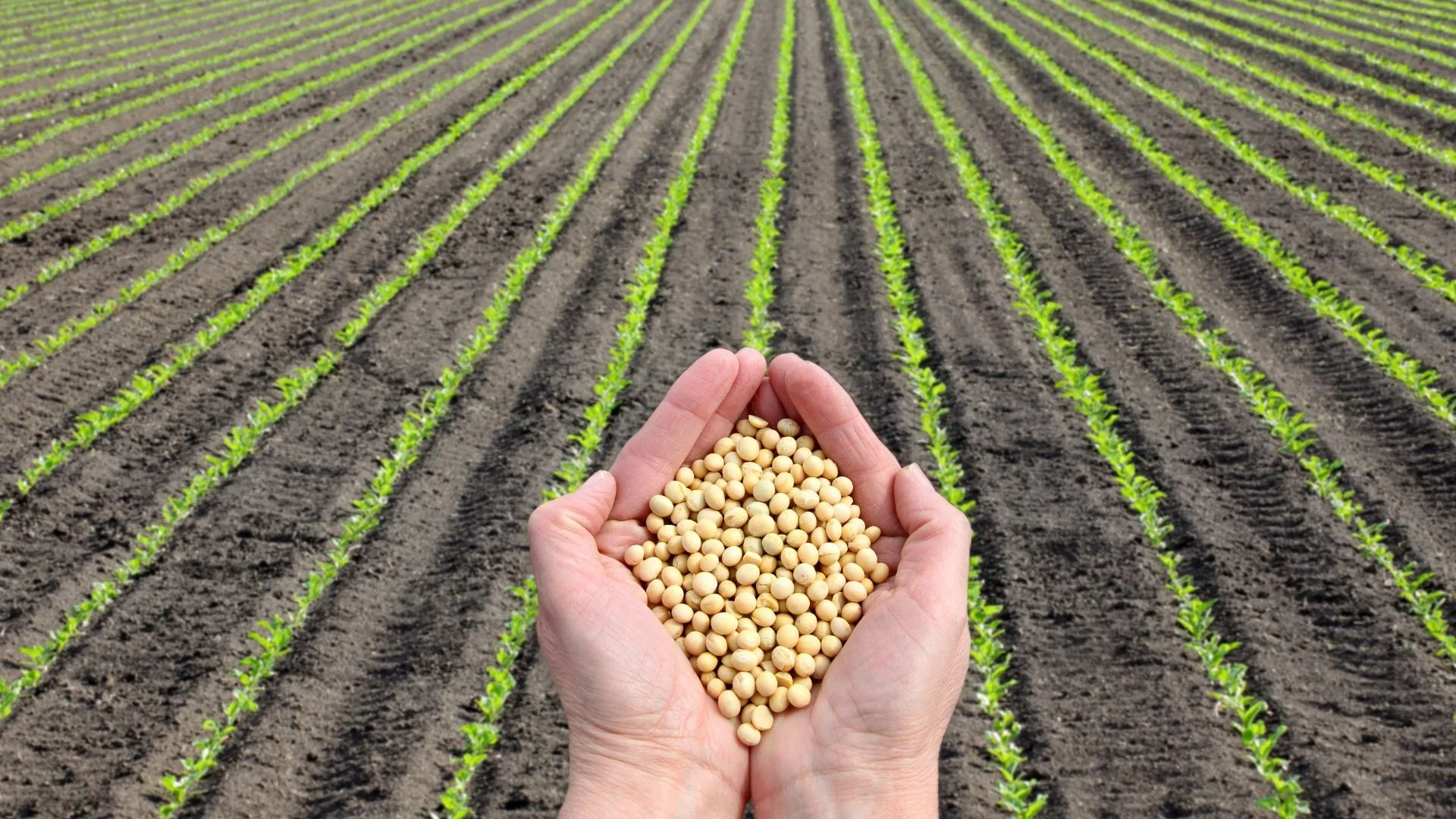 Hands holding soybeans over young soybean plants in a field.
