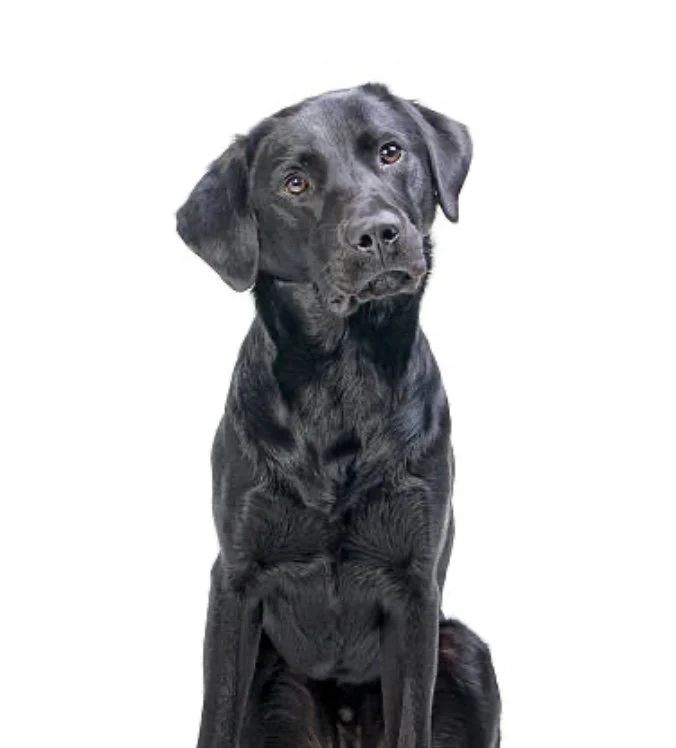 A black Labrador Retriever puppy sitting on a white background, looking directly at the camera.