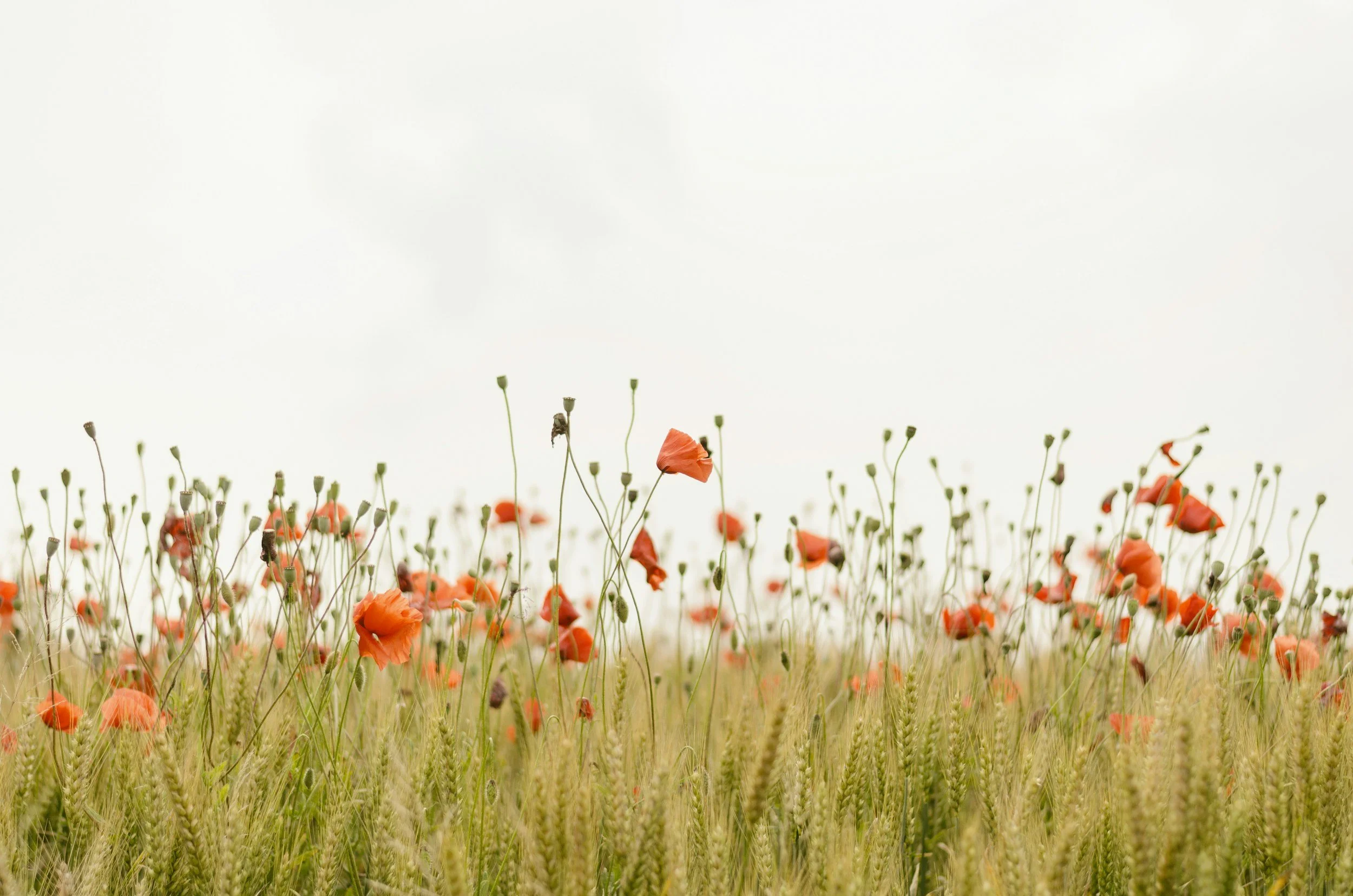 counseling and psychospiritual care, botanical medicine, supplements, medication guidance and tapering, lifestyle factors, systemic care