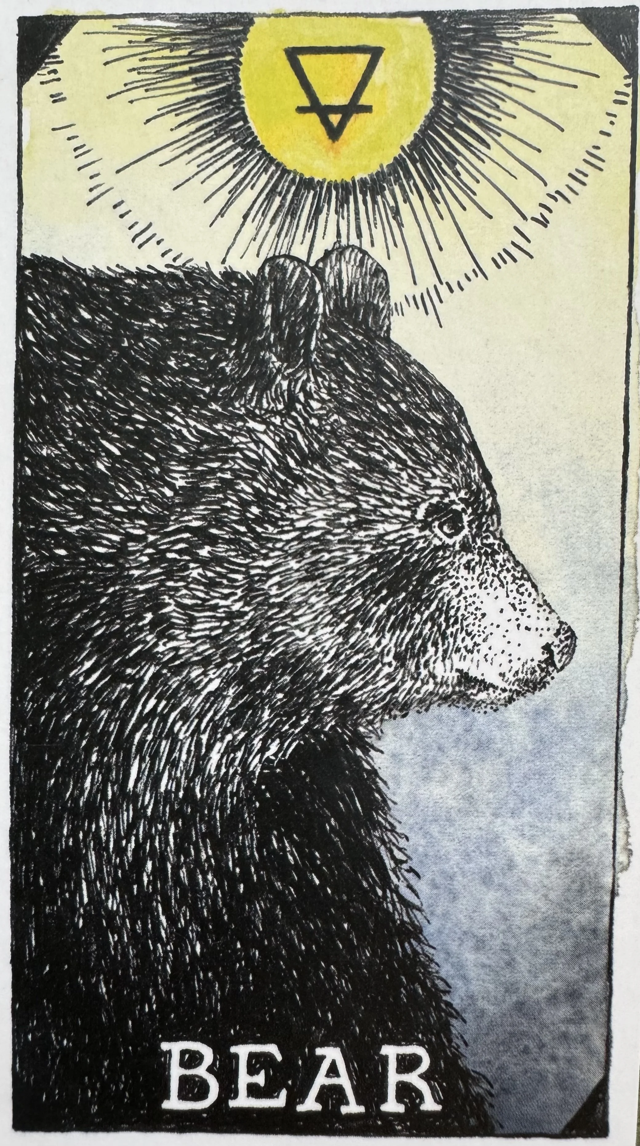 bear, healing, health, doctor