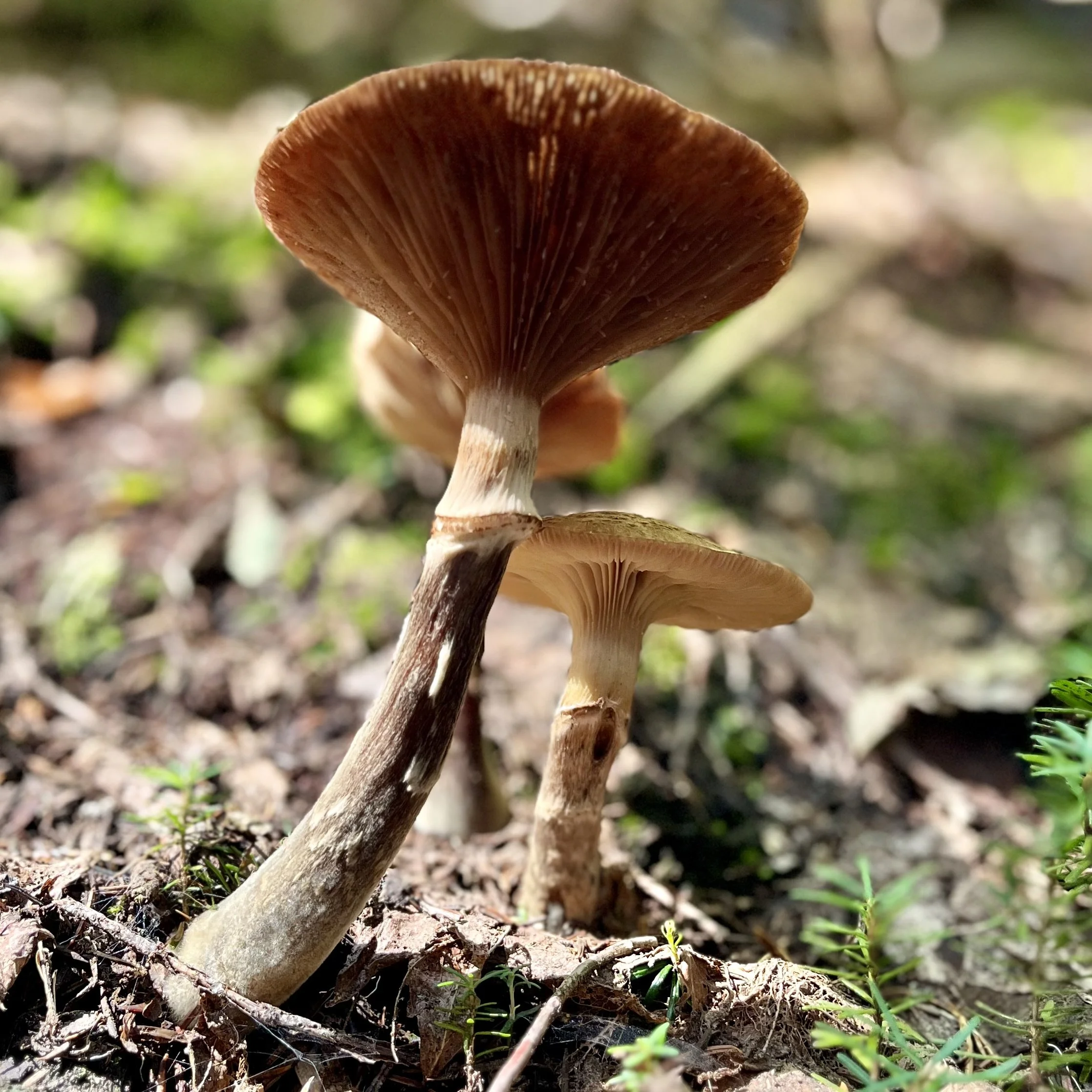 fees, visit types, insurance, sliding scale