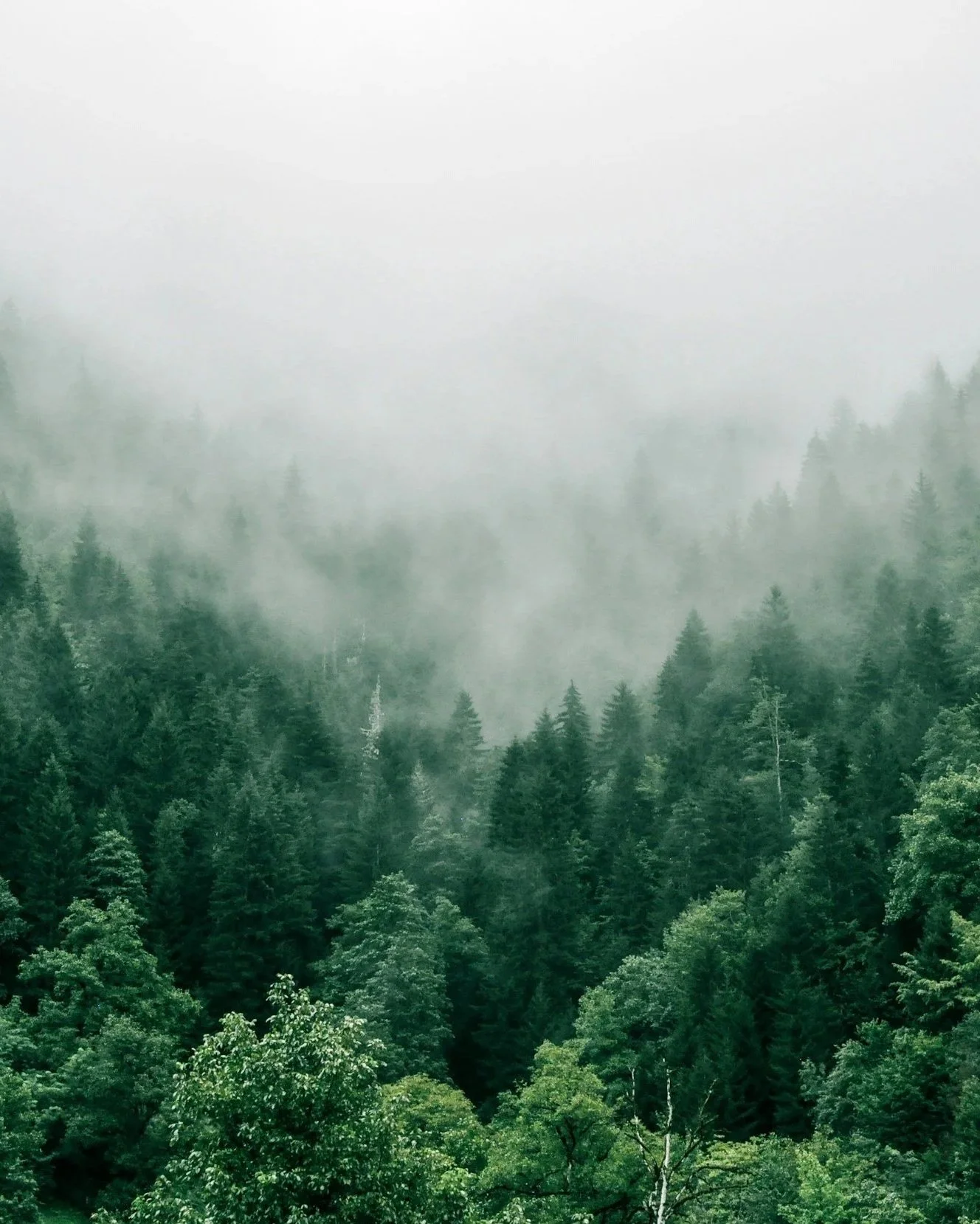 adoptee community events in Washington, Oregon, and nationally through the United States - in person and virtual