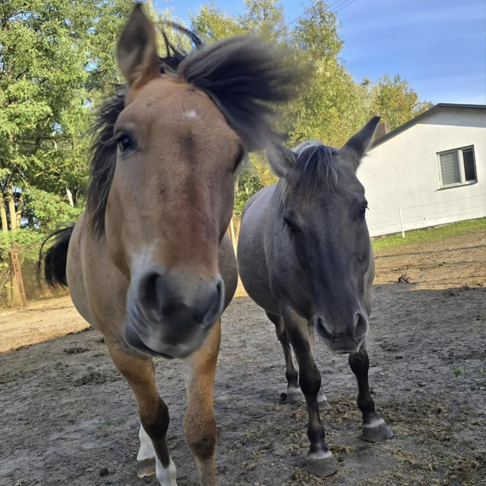 Pirat (po lewej) i Smerf (po prawej)