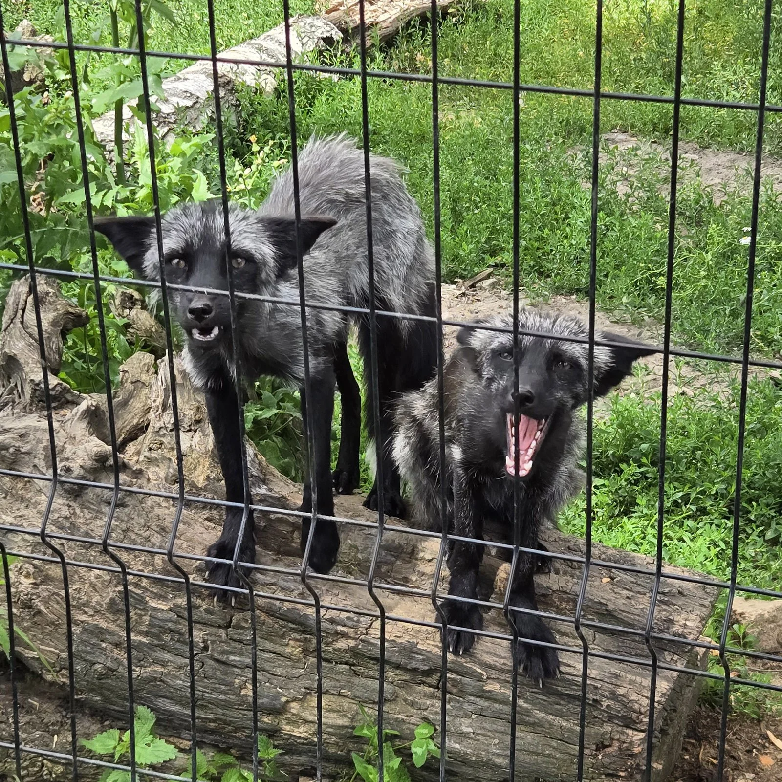 Kiki (po lewej) i Jiji (po prawej) w szacie letniej