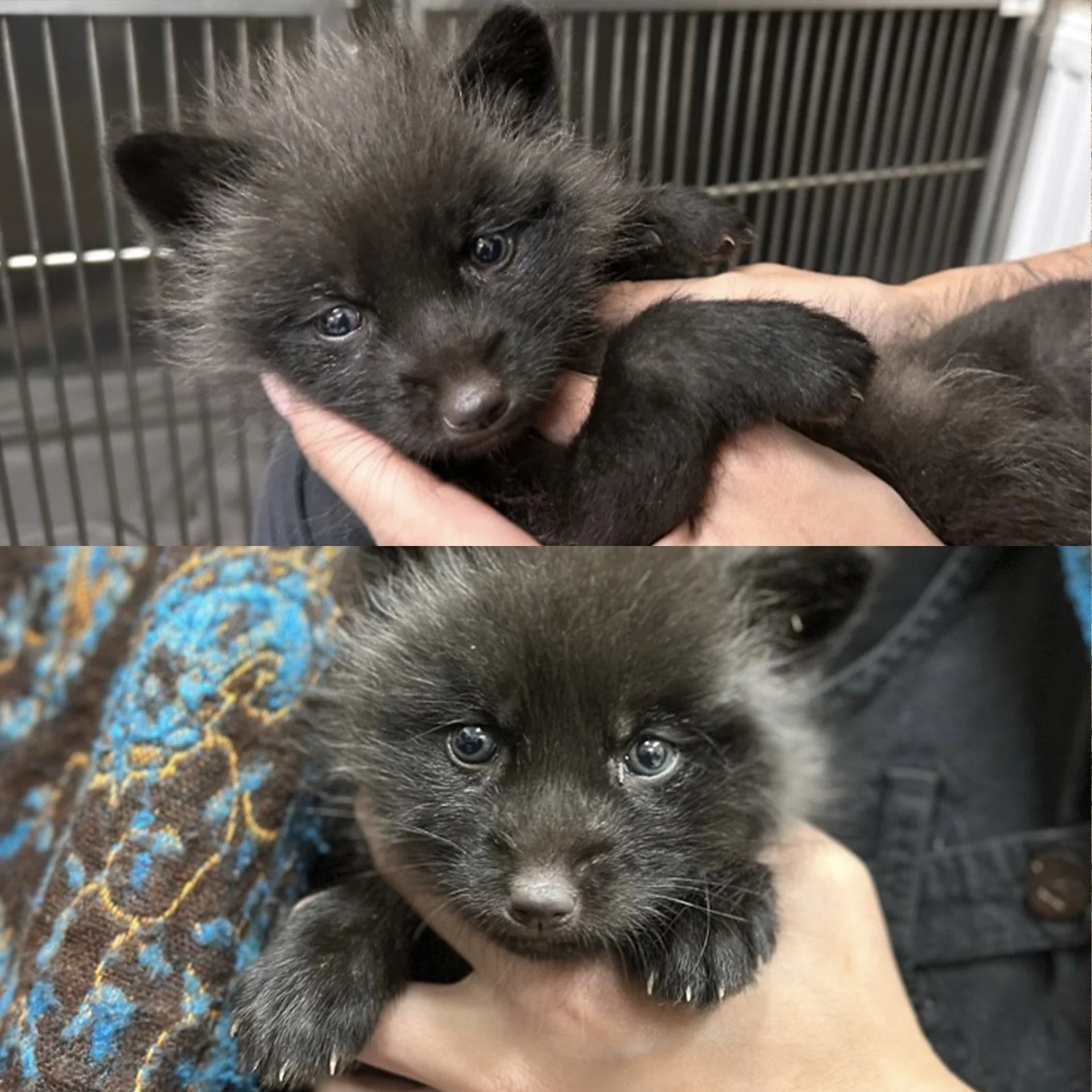 Kiki i Jiji jako szczeniaczki