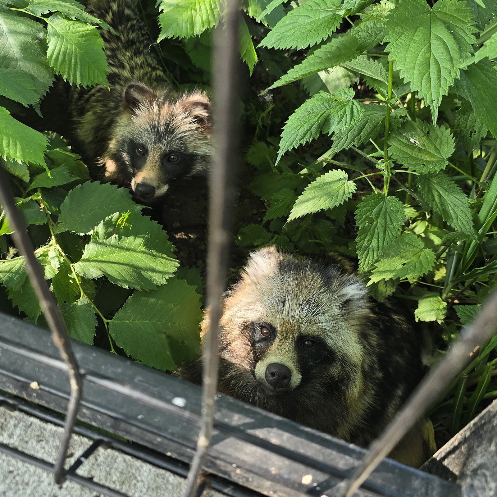 Eddi (po lewej) i Joko (po prawej)