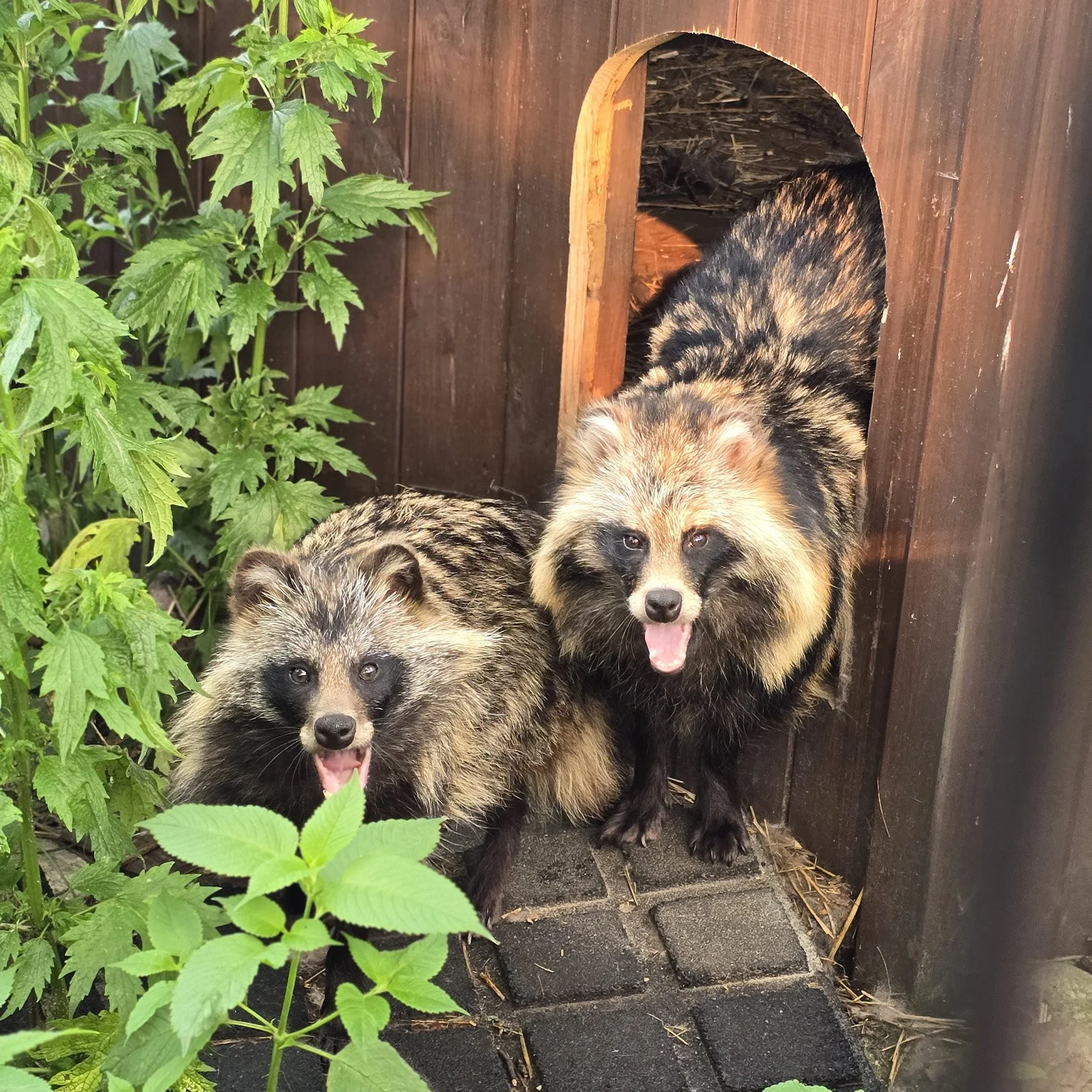 Eddi (po lewej) i Joko (po prawej)