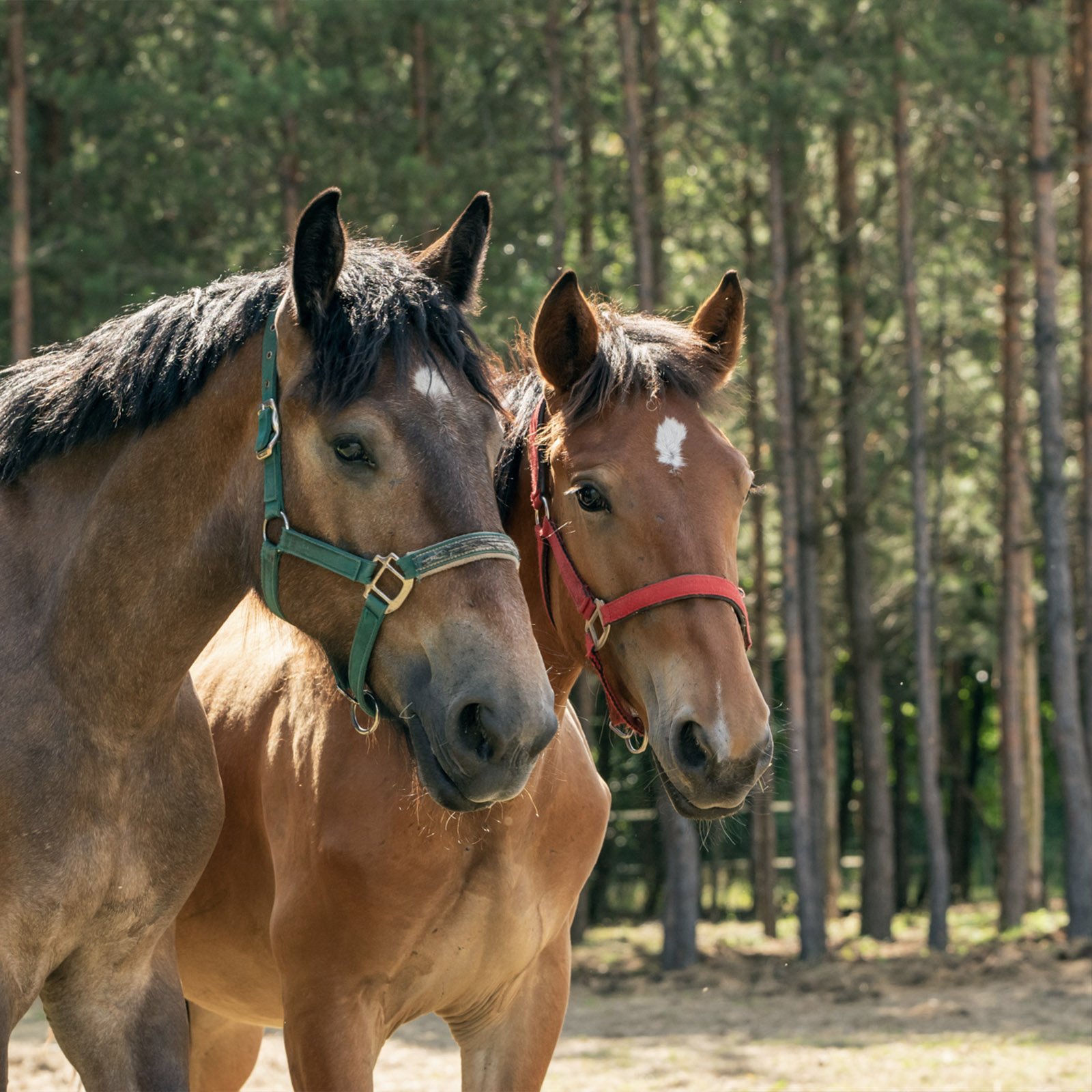 Veronika (po prawej) i Frodo (po lewej)