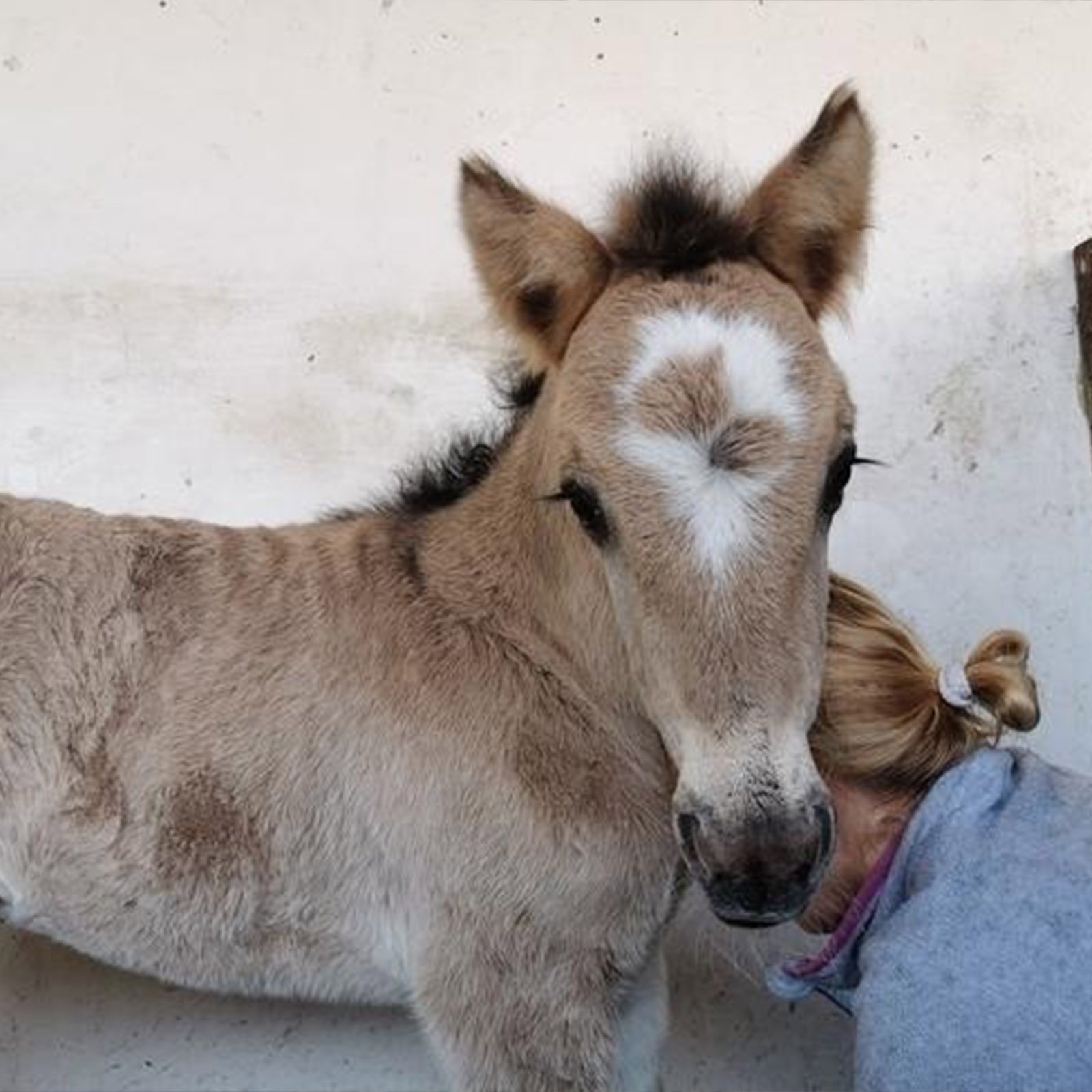 Migotka jako źrebaczek