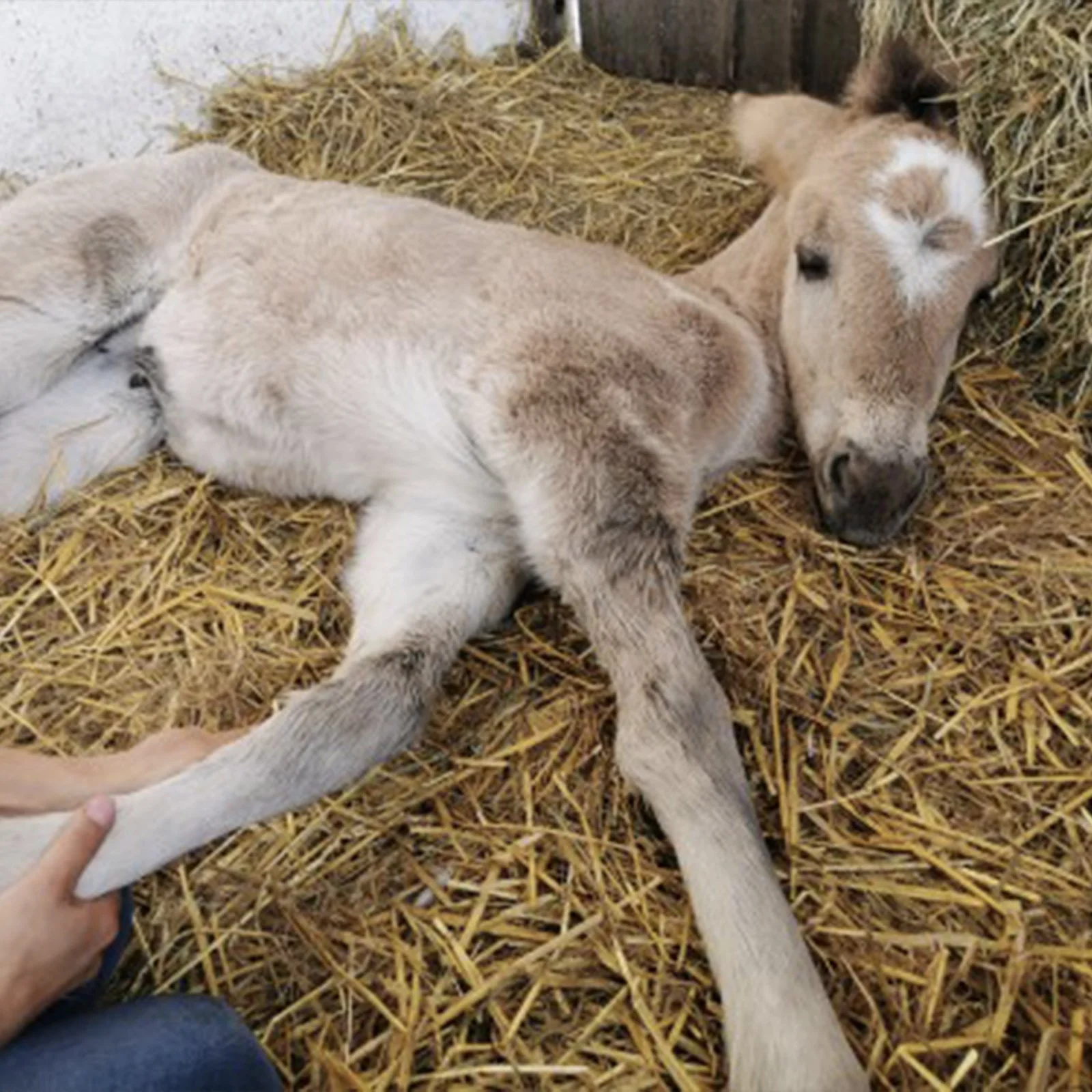 Migotka jako źrebaczek