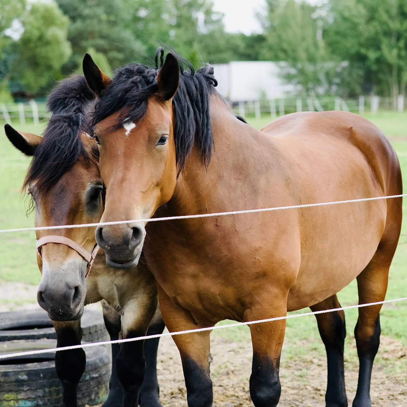 Mewa (z przodu) i Amber (z tyłu)