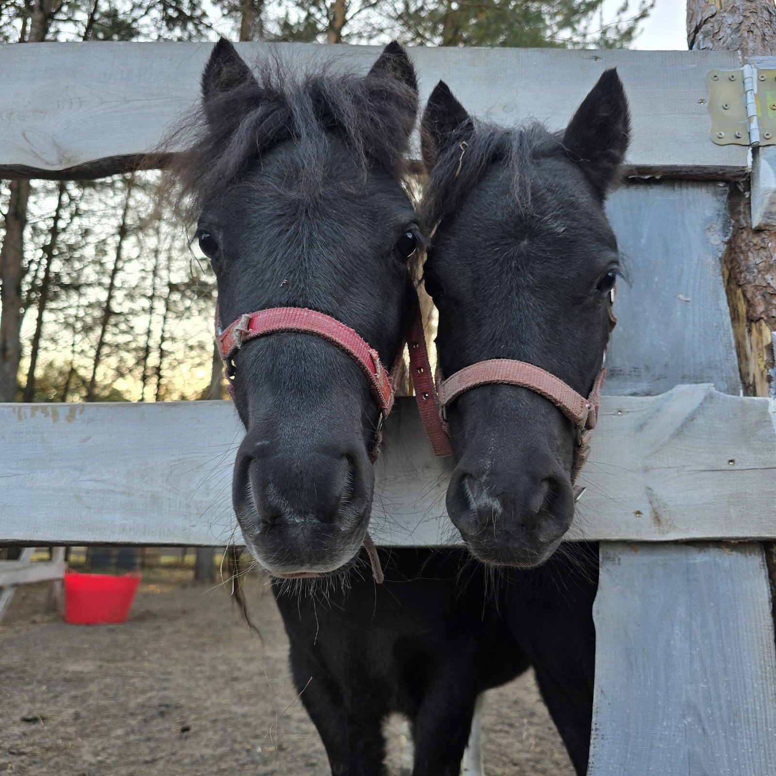 Pietruszka (po prawej) i Natka (po lewej)