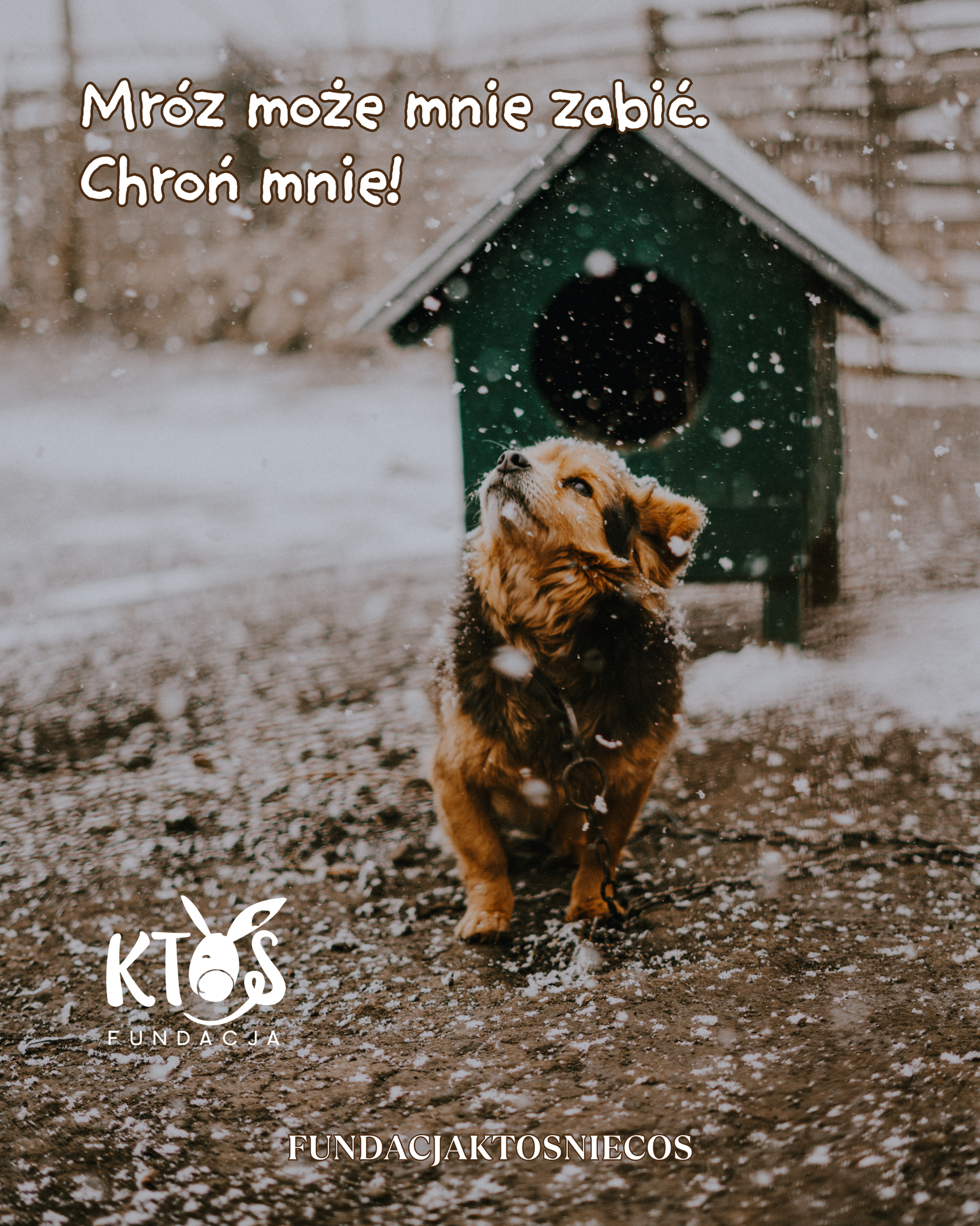 Mrozy zagrażają życiu zwierząt!