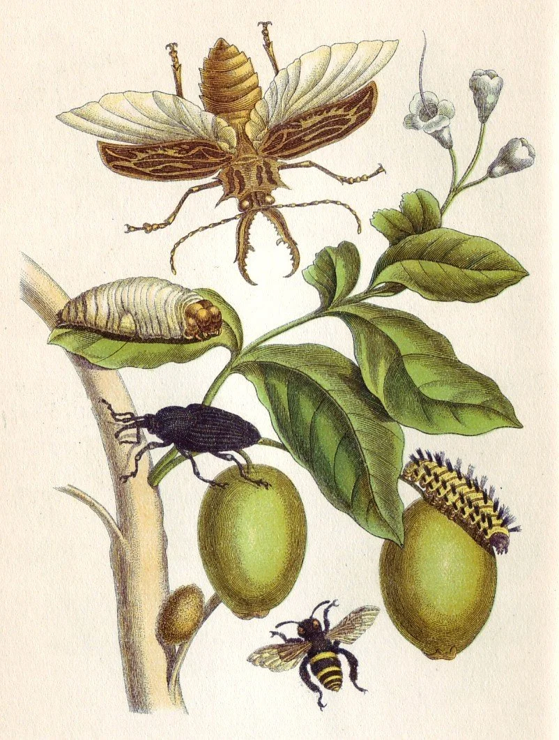 Merian_Metamorphosis_XLVIII.jpg