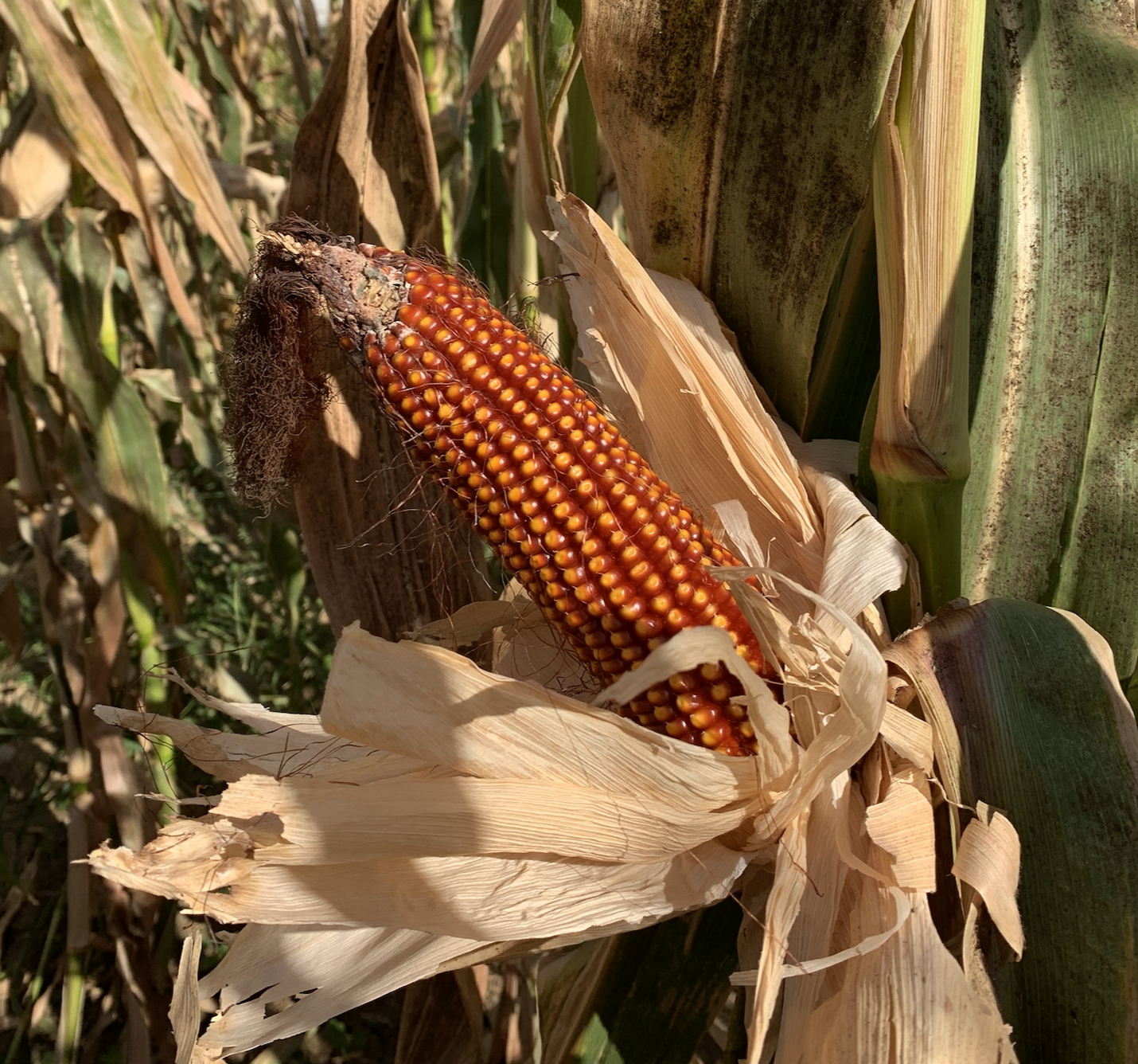 Screen Shot 2026-02-18 at 6.12.30 PM.png