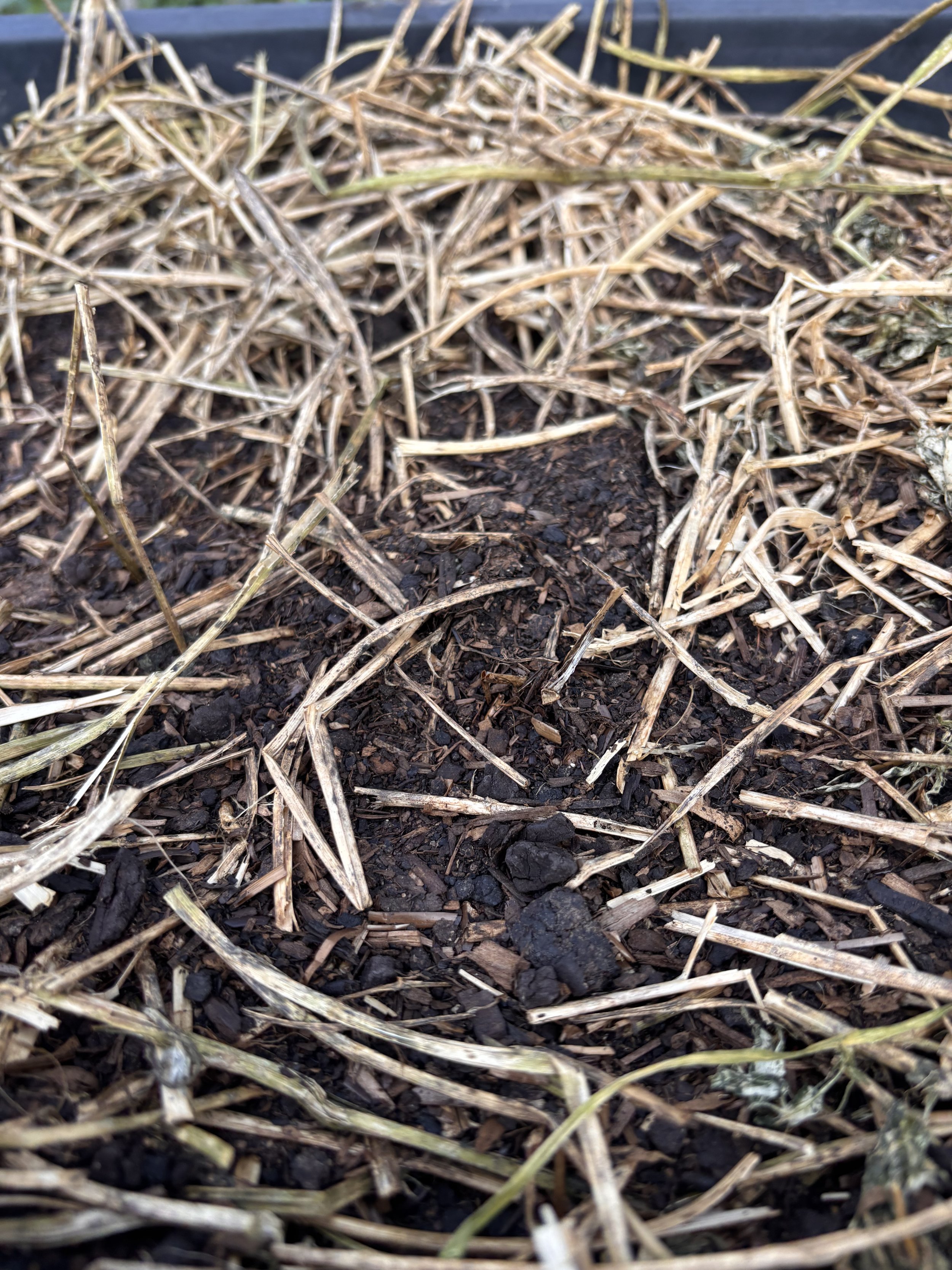 Close-up of soil with dried grass and plant debris on top of dark dirt.