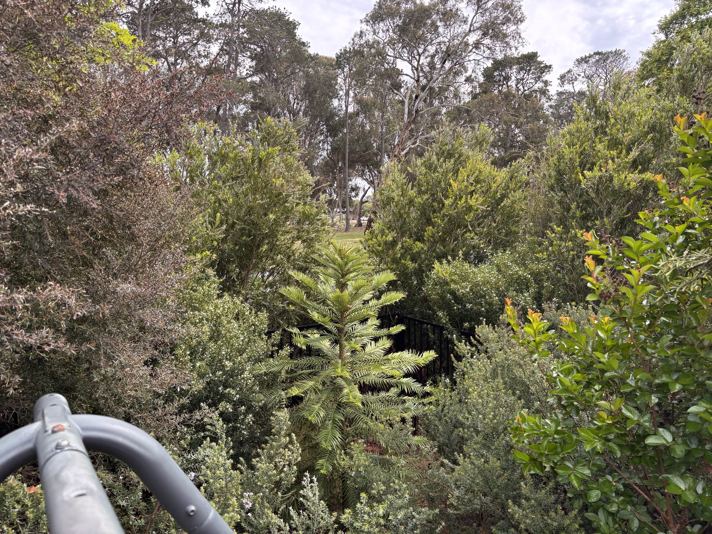 View of Native Garden After Pruning