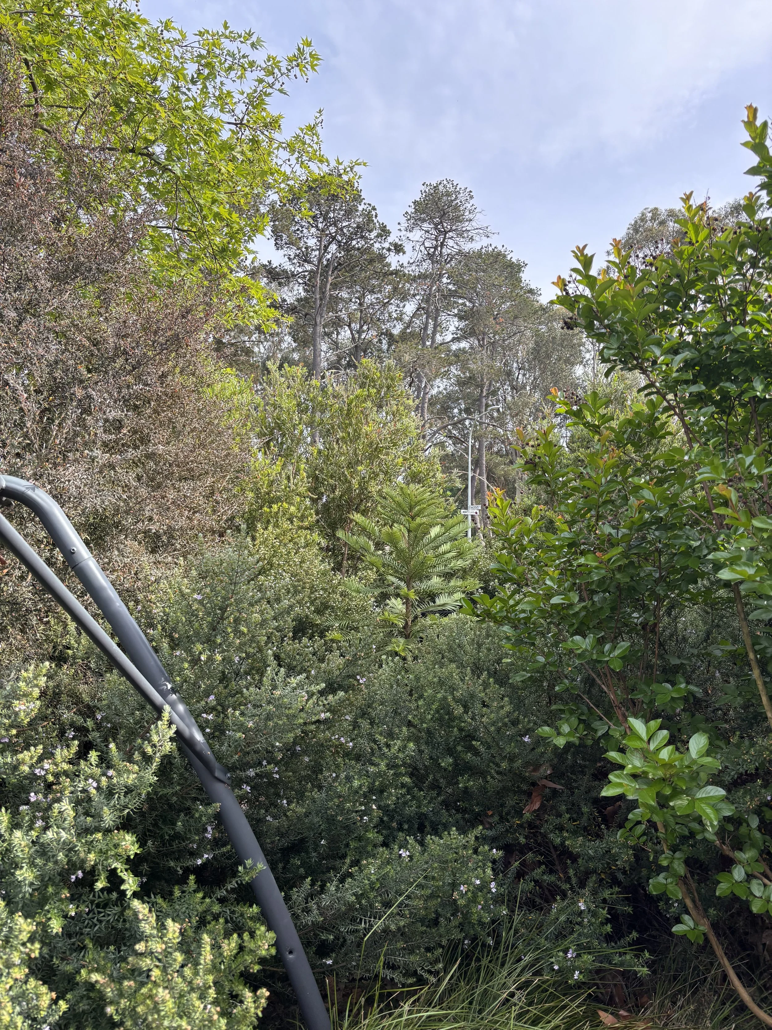 Dense green shrubbery and trees in an outdoor setting with a metal pole on the lower left corner and power lines in the distance under a cloudy sky.