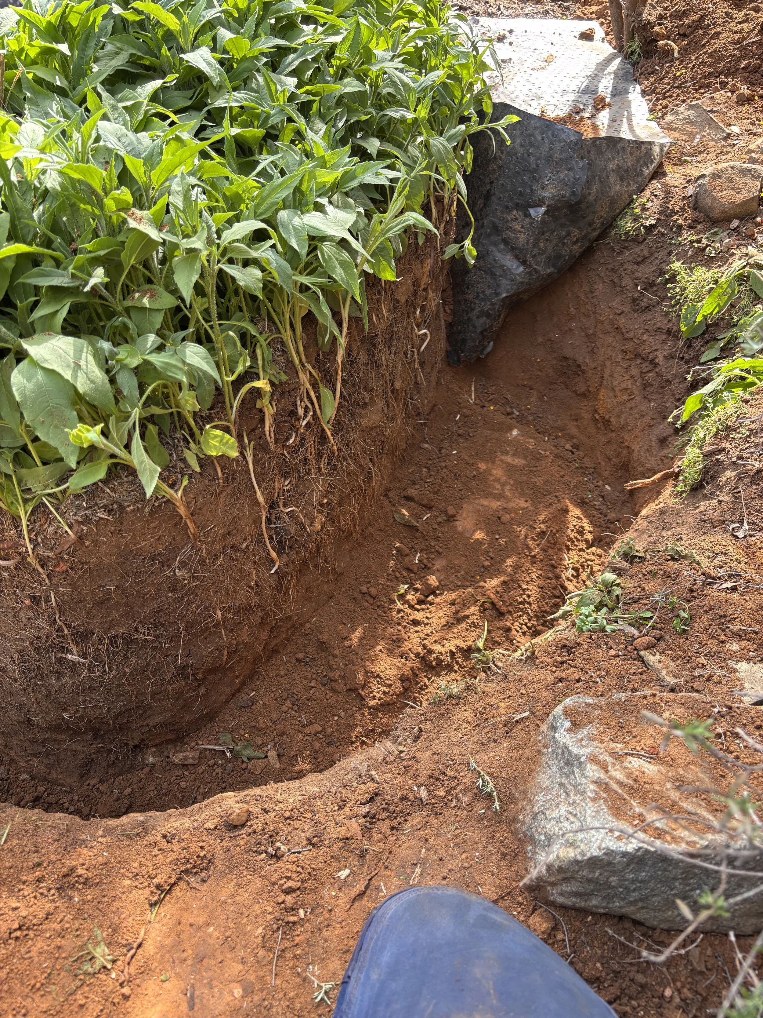 A person's foot wearing a black shoe standing above a deep hole in the ground with exposed soil. On the left, there are green leafy plants growing along the edge of the hole. A large dark rock or piece of debris is situated near the top side of the h