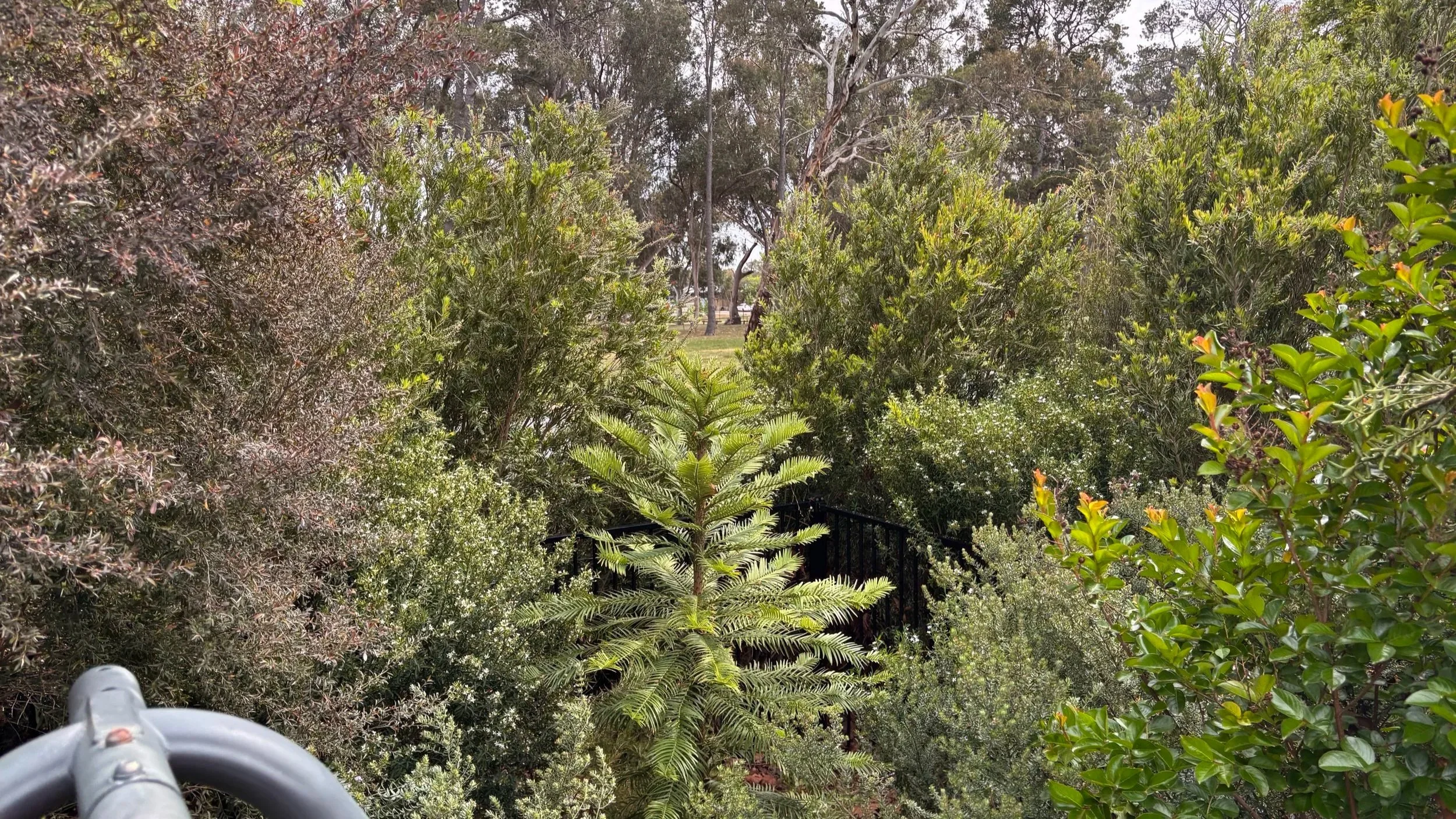 View of lush green bushes and trees in a park with a metal fence in the middle ground and a grassy area with trees in the background.