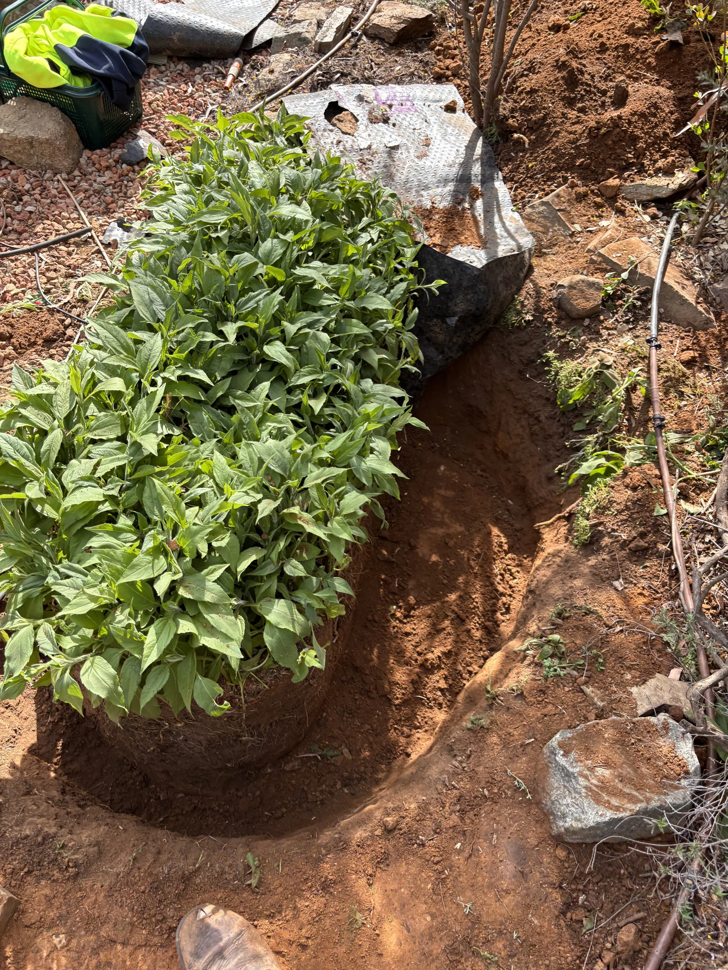 A row of green plants growing in a garden bed with freshly turned soil and rocks, a drip irrigation line running along the edge, and gardening tools and supplies visible nearby.