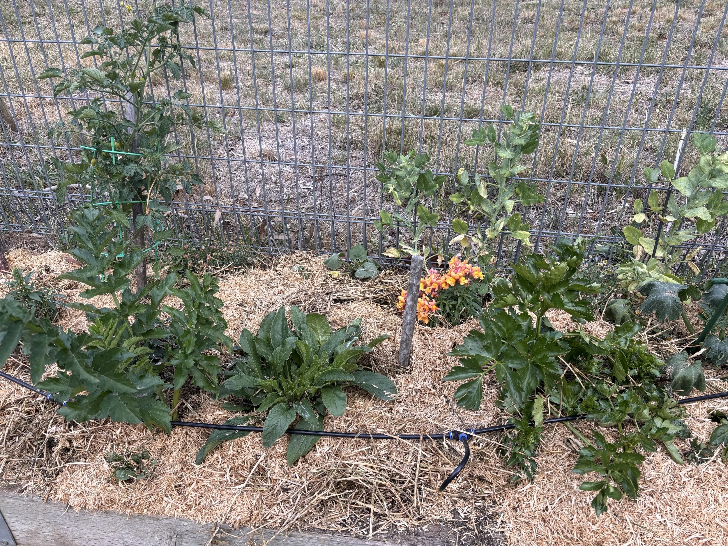 Various green leafy plants growing inside a fenced garden bed, with a small orange flowering plant in the middle.