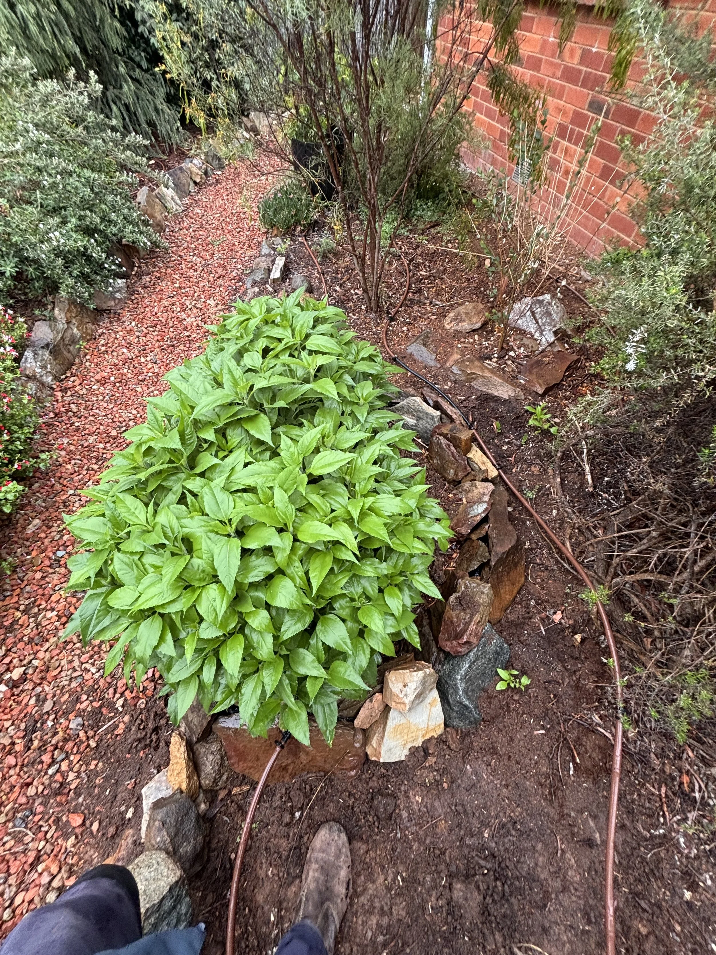 Soil rejuvenation and replanting project Canberra
