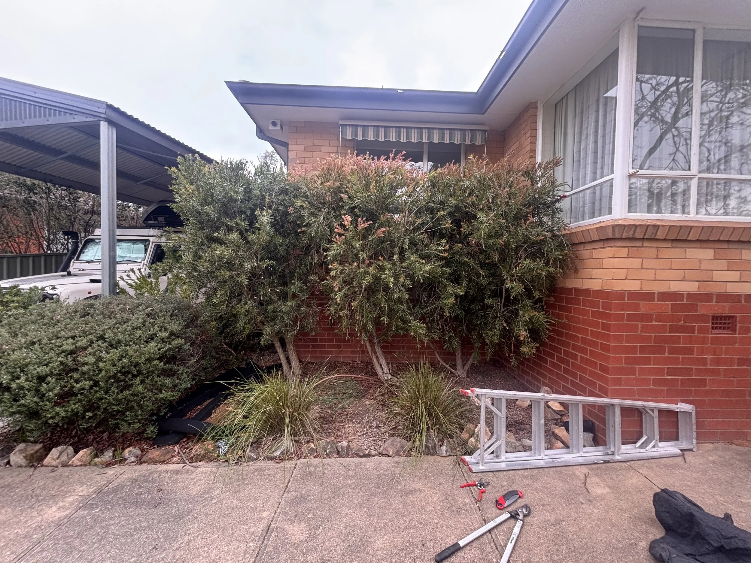 Ladder leaning against a brick house with bushes and plants in front, tools and equipment on the ground, a telescopic adjustable ladder and some other tools, near a sidewalk overcast sky.