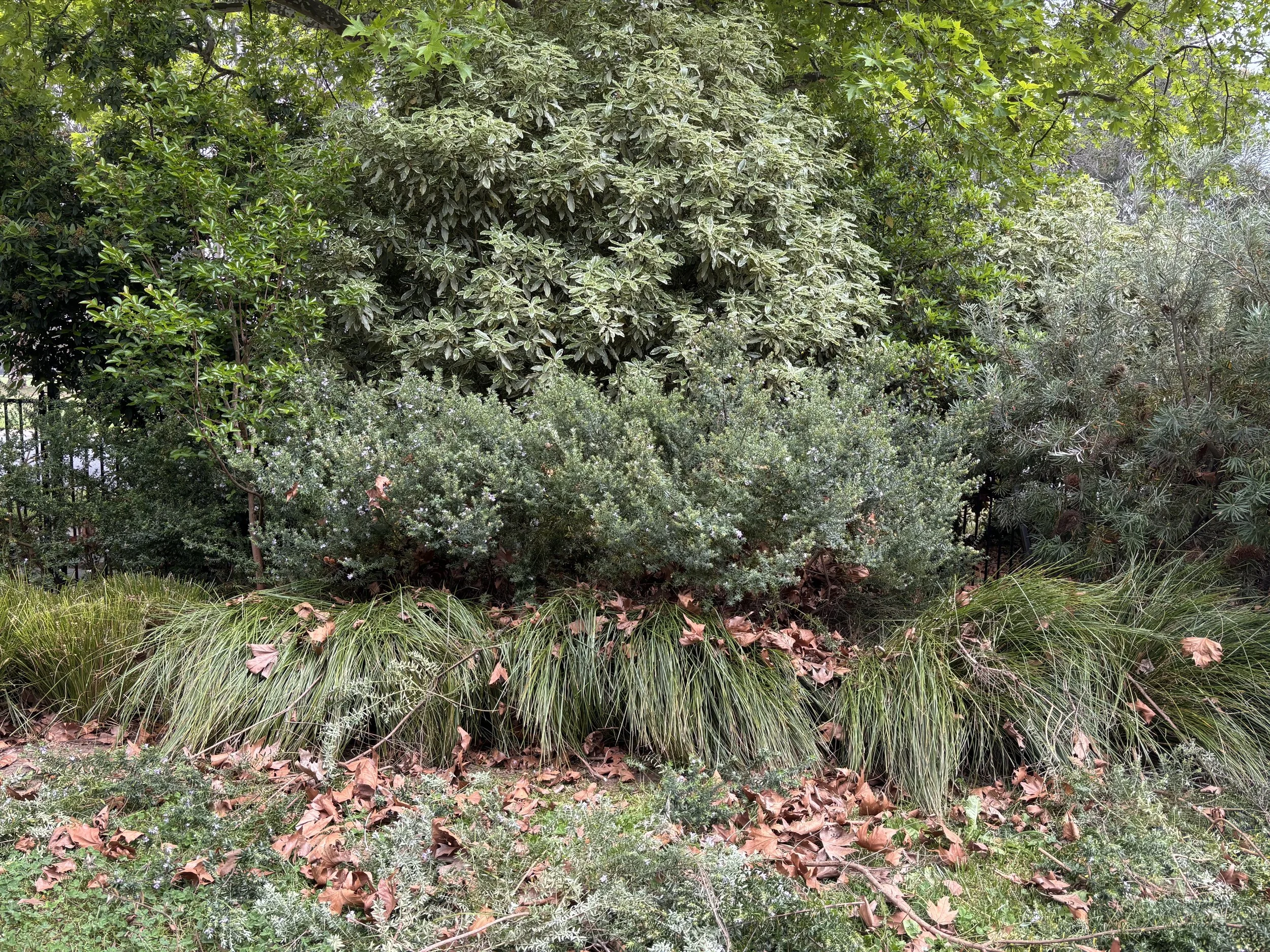 Various green bushes and trees with brown fallen leaves on the ground.