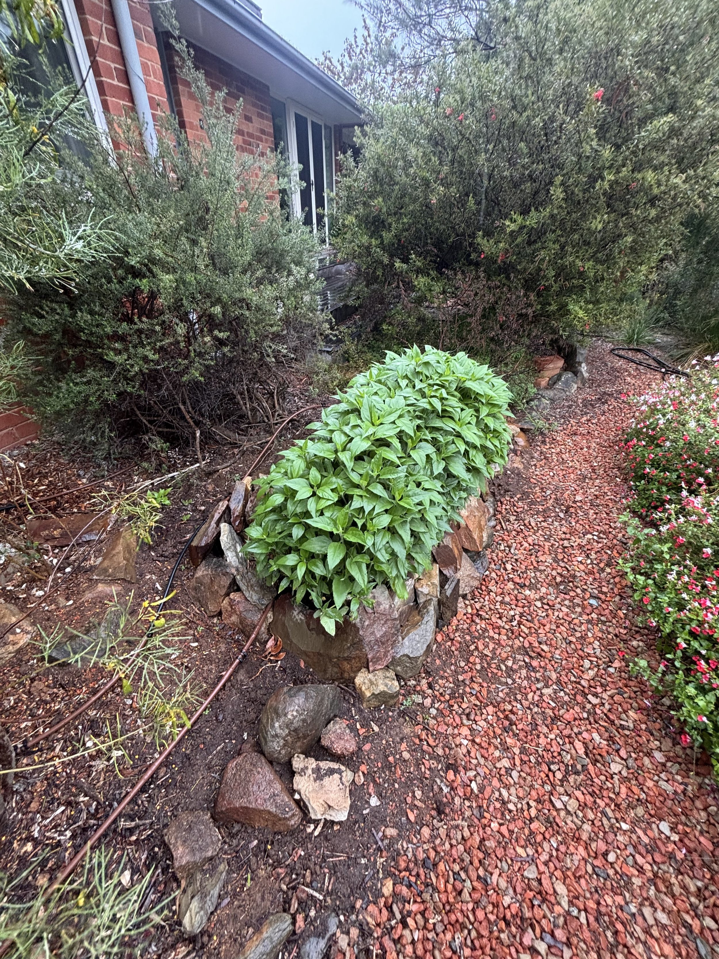 Soil rejuvenation and replanting project Canberra
