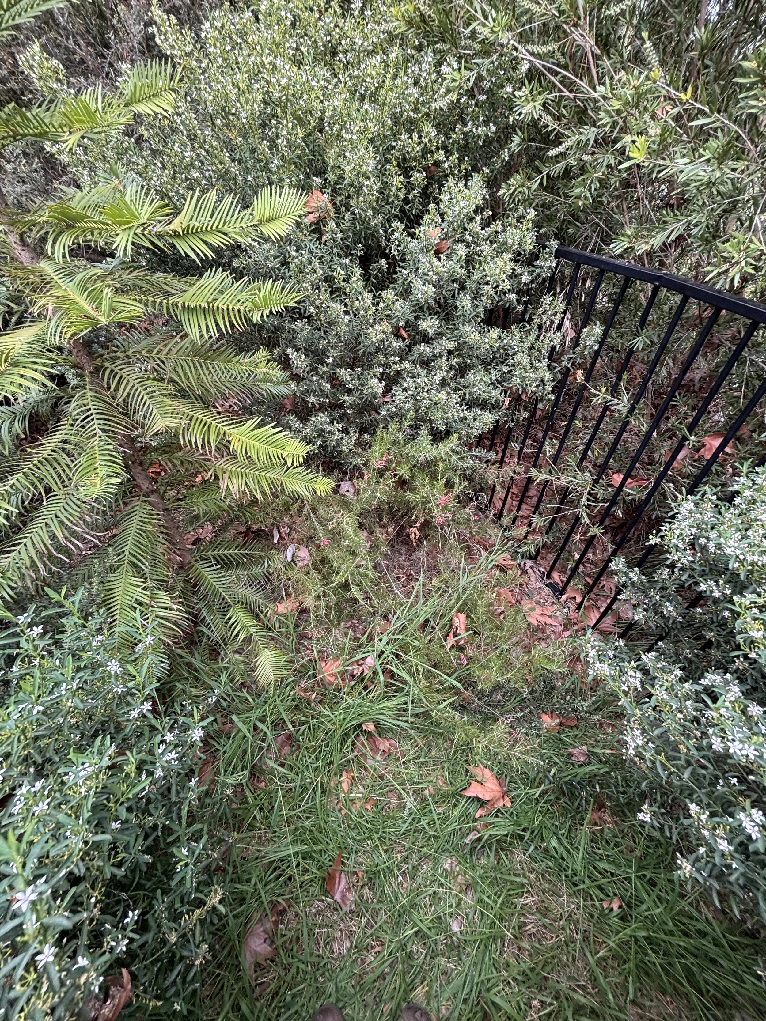 Overgrown garden area Before and after native garden restoration by Garden ‘N’ Cycle

