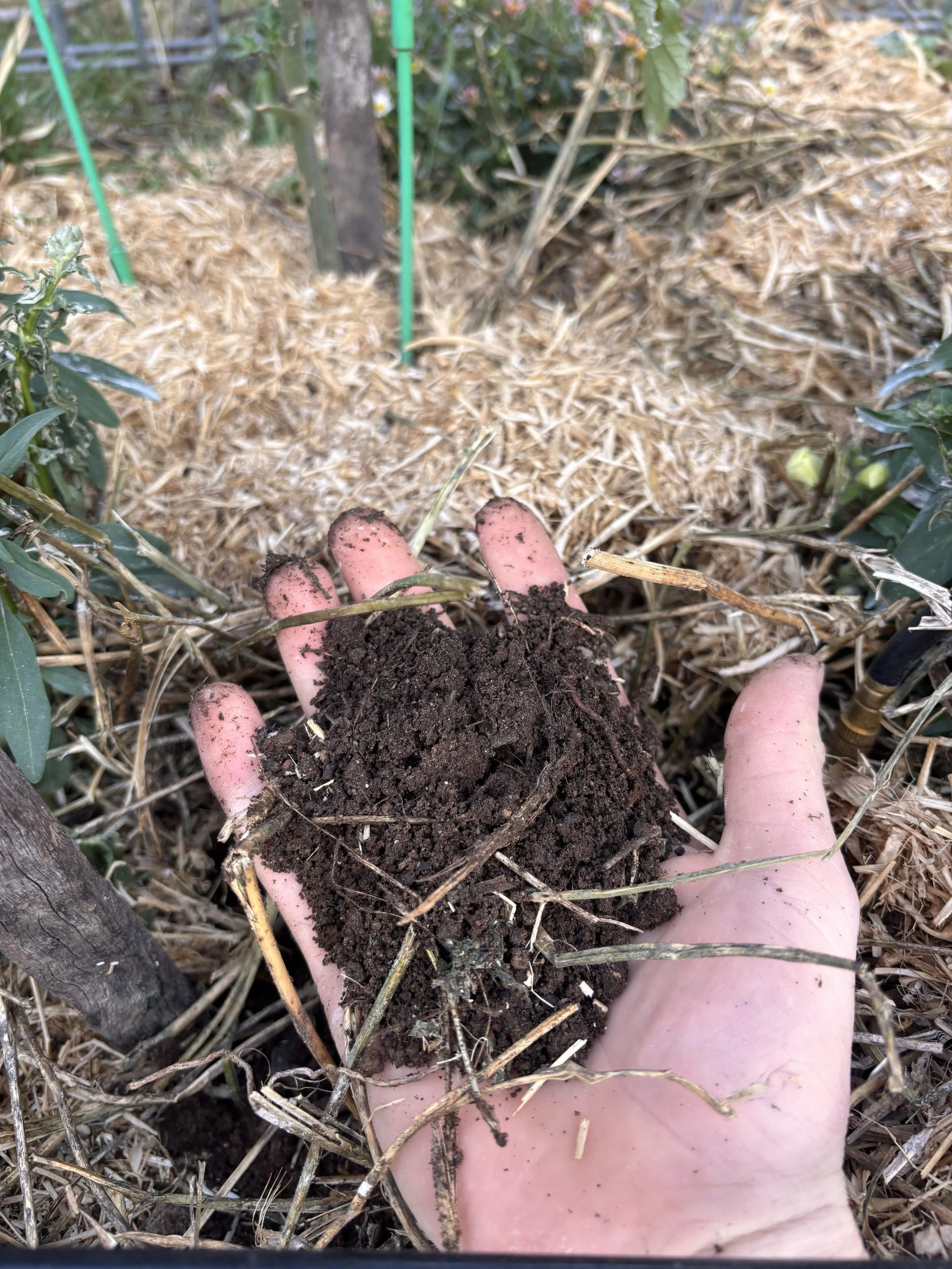A hand holding soil and small plant debris in a garden with plants and mulch in the background.