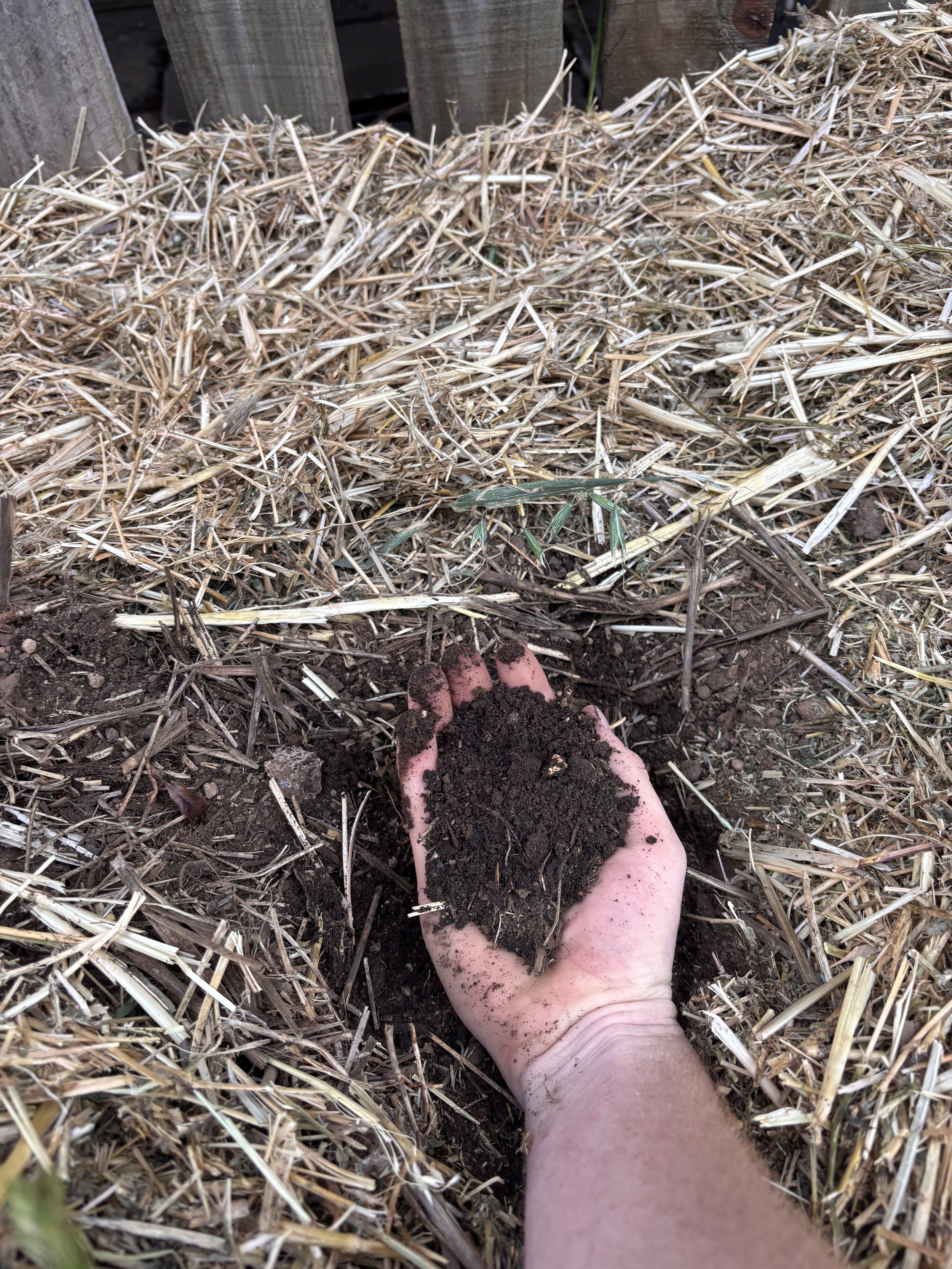 A hand holding soil in a garden bed with straw mulch nearby.