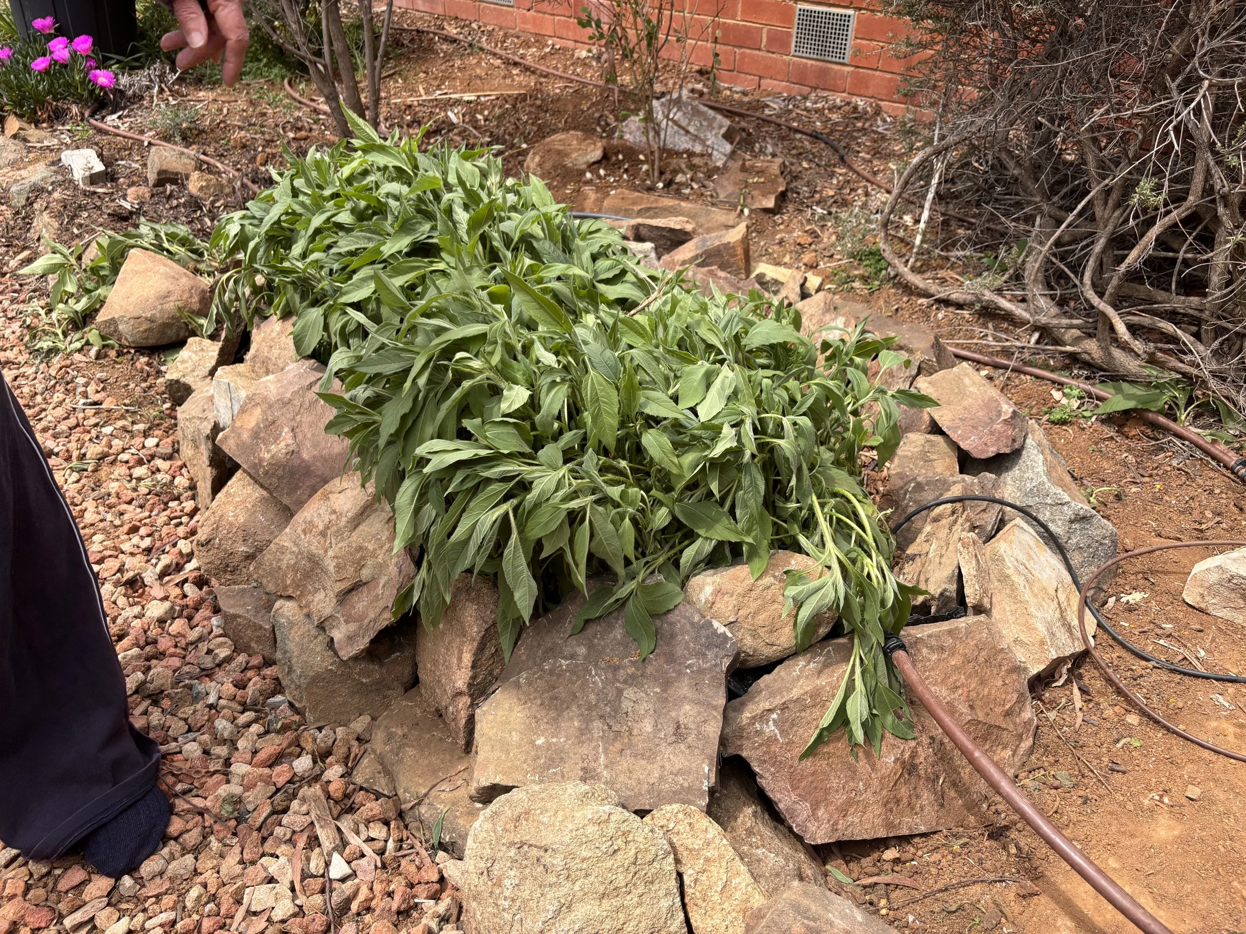 A large green plant with pointed leaves sprawls over rocks in a garden bed with brown soil and a brick wall in the background.