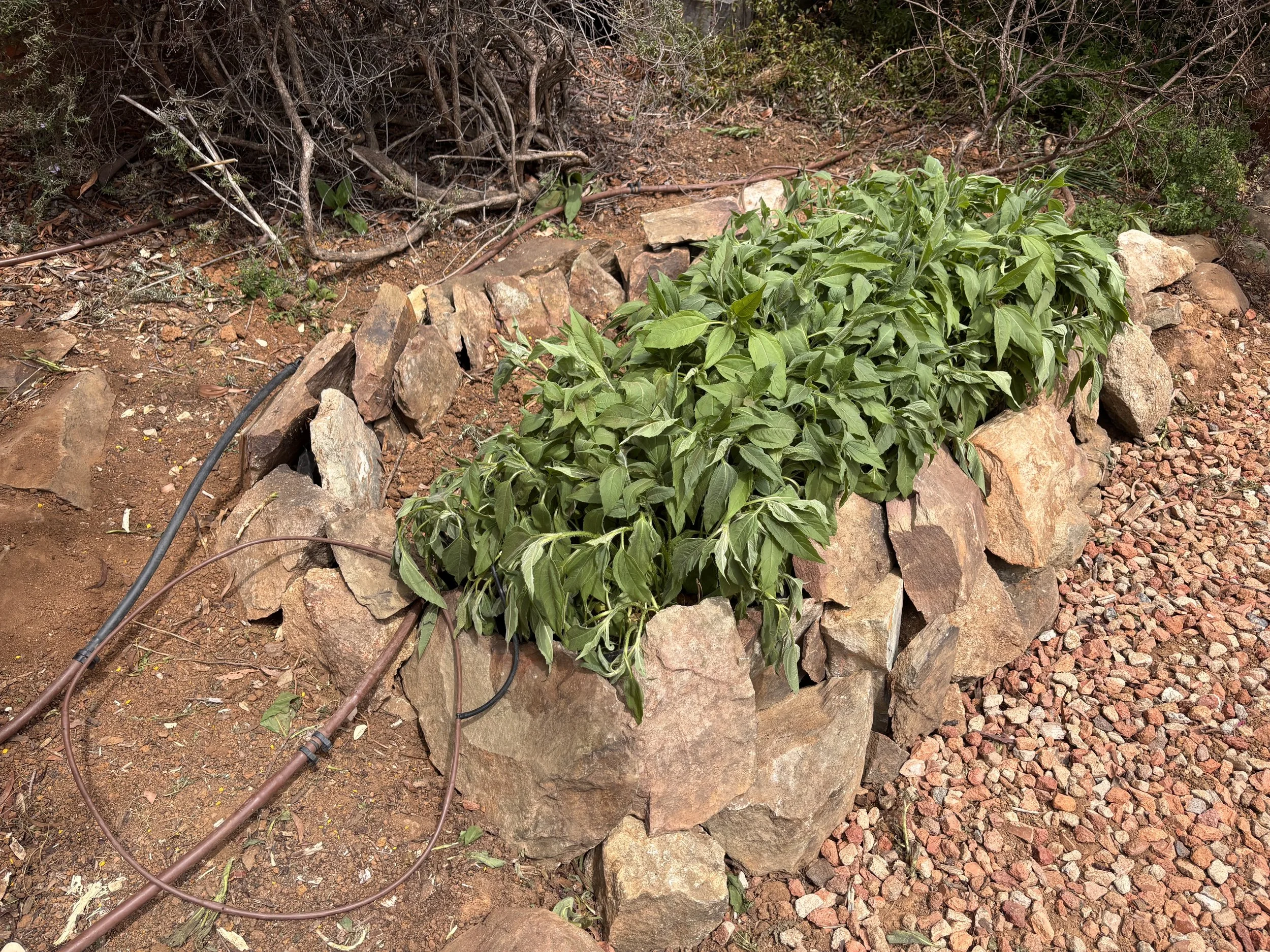 Green leafy plant growing in a garden bed made of rocks, with drip irrigation tubing nearby on reddish-brown soil and gravel.