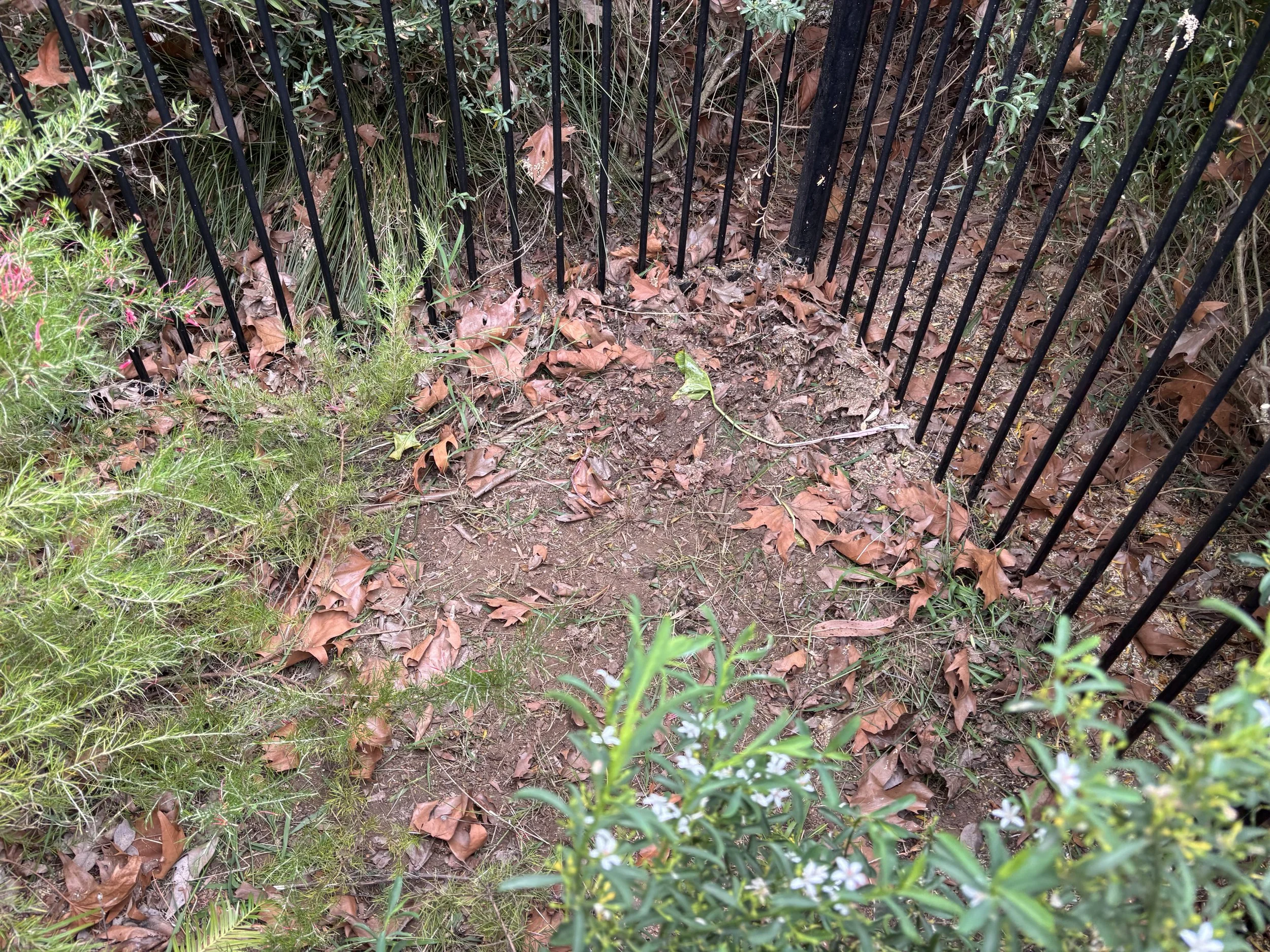 Before and after native garden restoration by Garden ‘N’ Cycle
