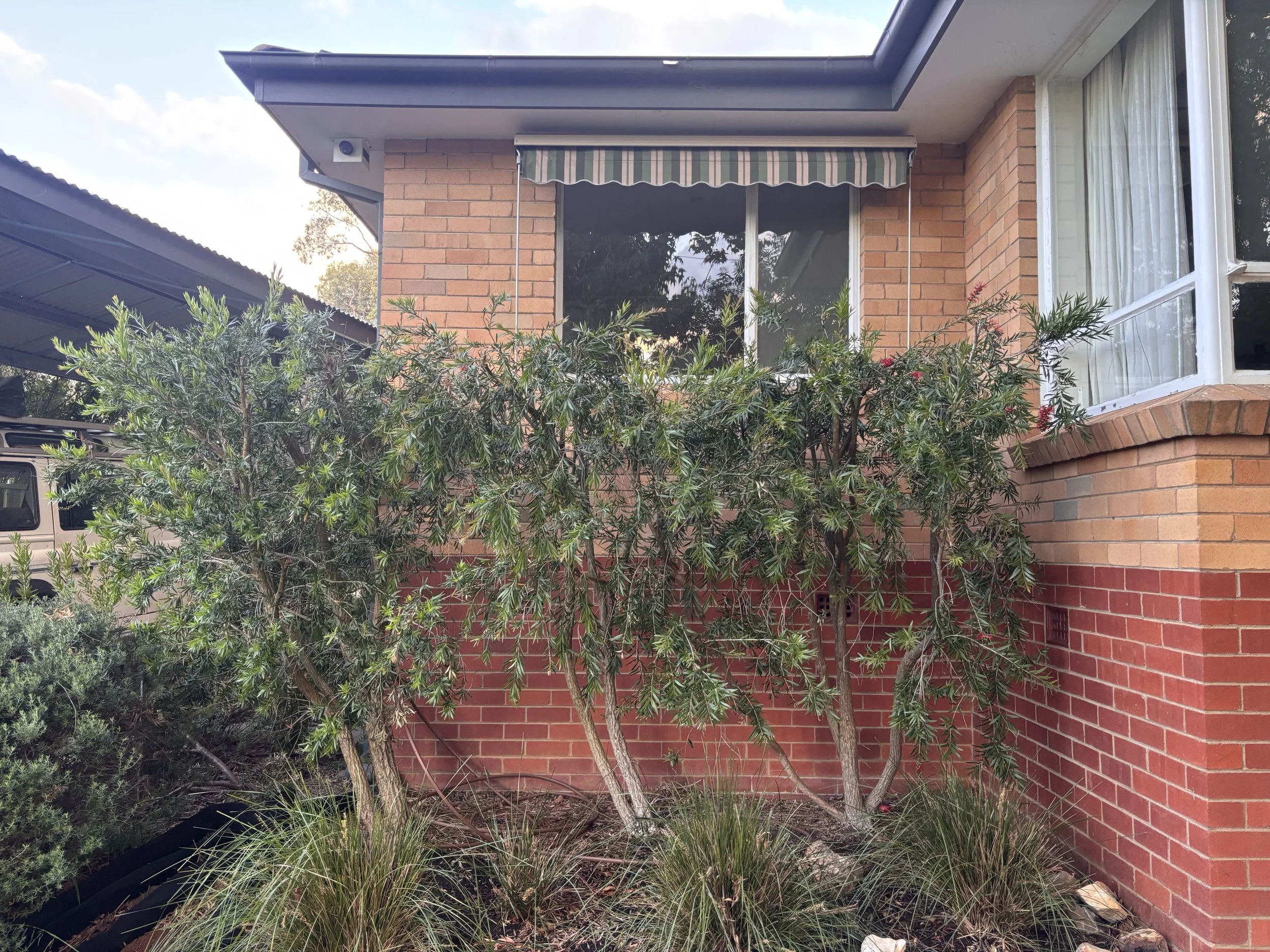 A small garden with bushes and grasses in front of a brick house, featuring a window with white curtains and a striped awning.