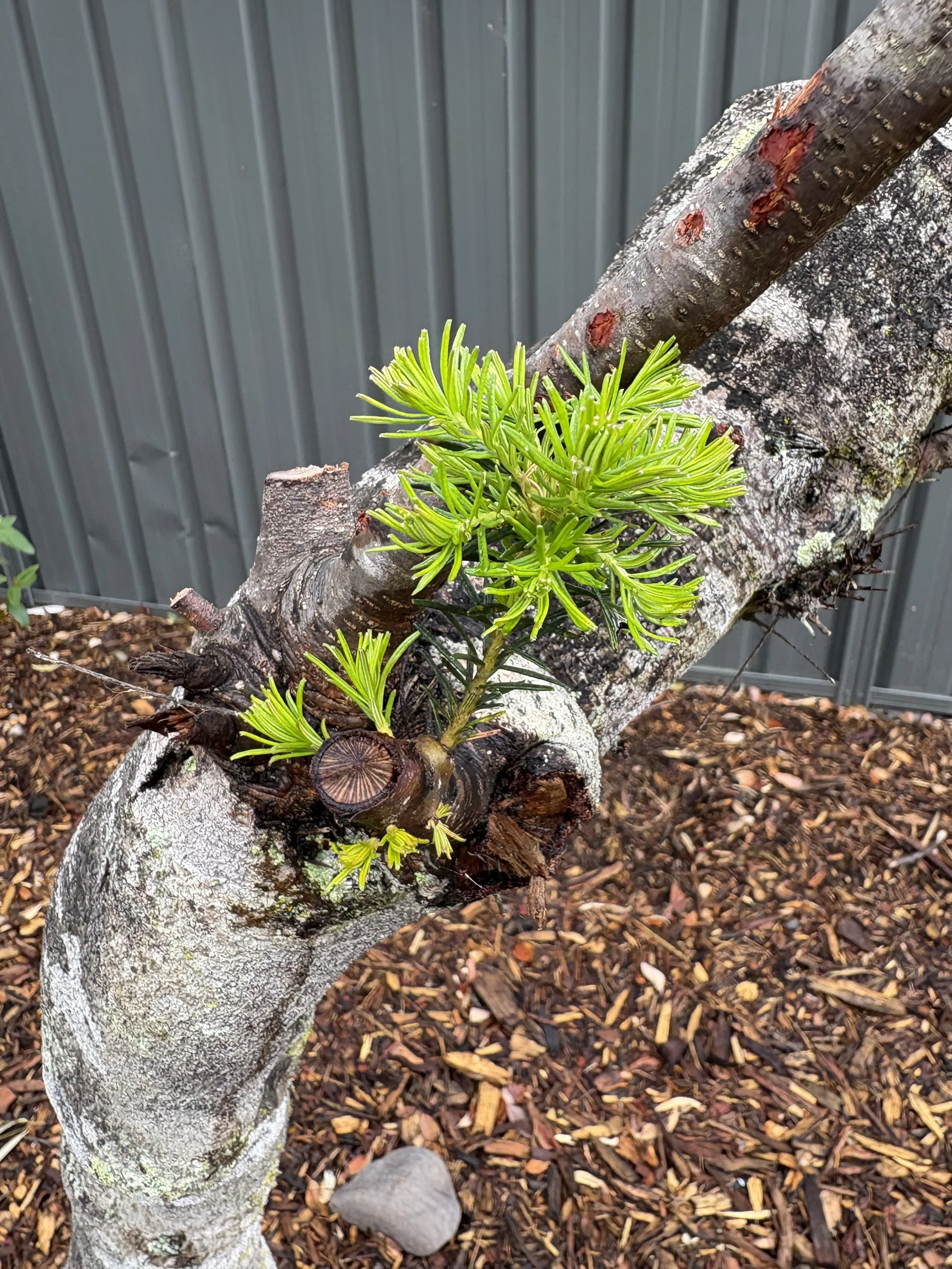 A young green pine branch growing from a thick, curved tree trunk with grayish bark, set against a background of wood mulch and a gray metal fence.
