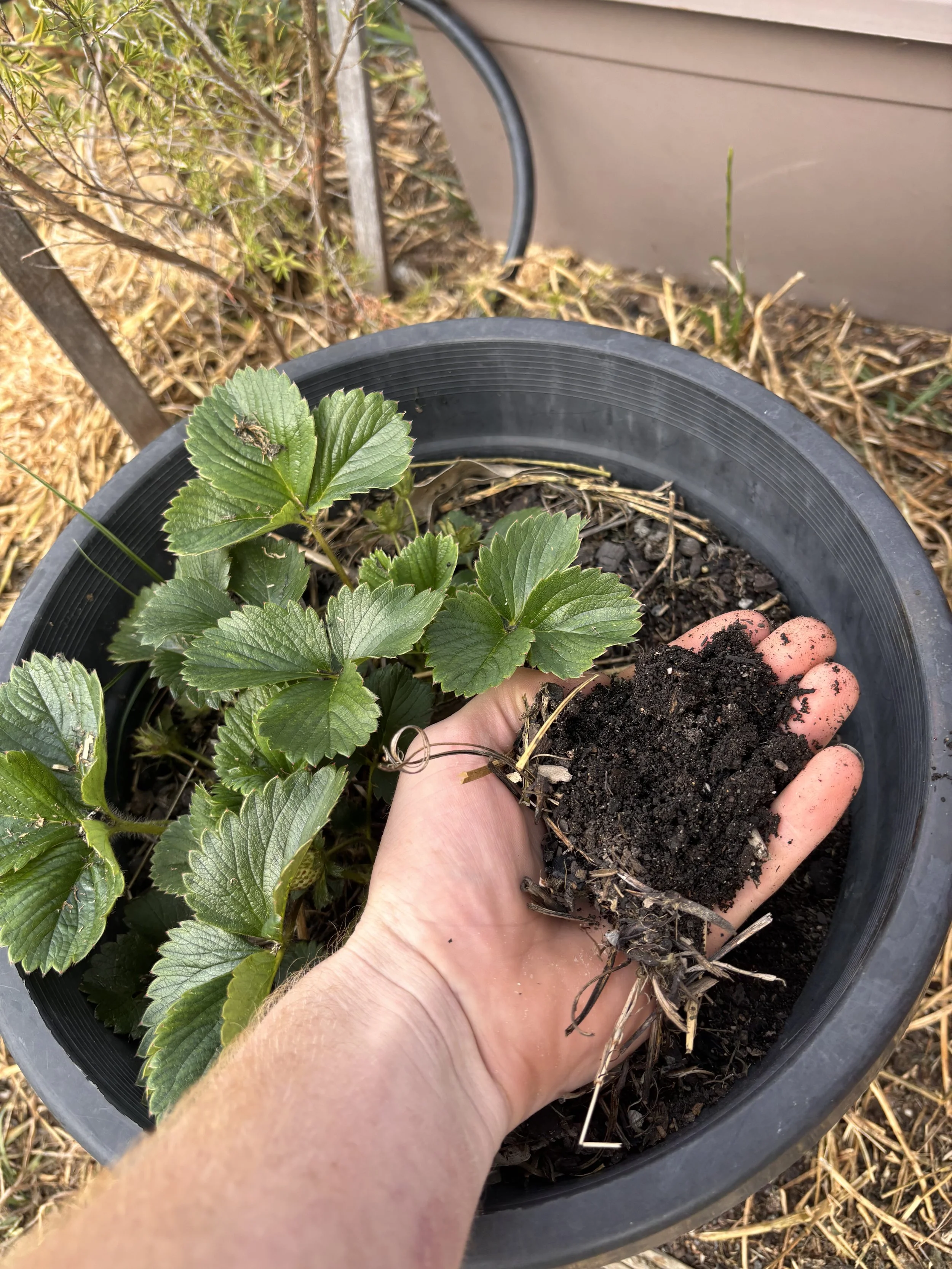 A person holding a strawberry plant with roots and soil in a black plastic pot, outdoors with dried grass and a garden wall in the background.