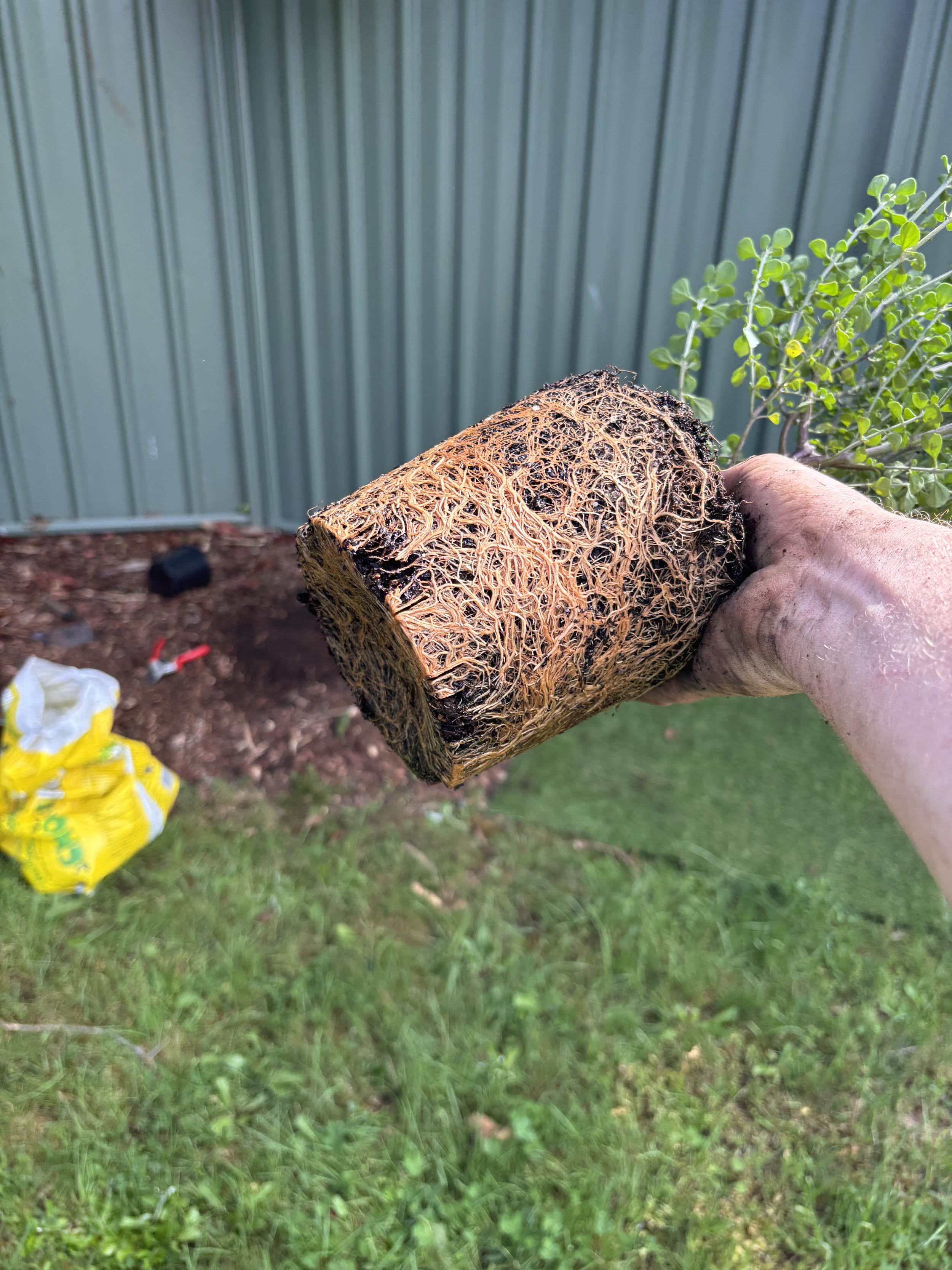 A person's hand holding a square piece of a plant root or sponge with a tangled, fibrous texture, outdoor garden setting with grass, shrubs, and a green metal fence in the background.