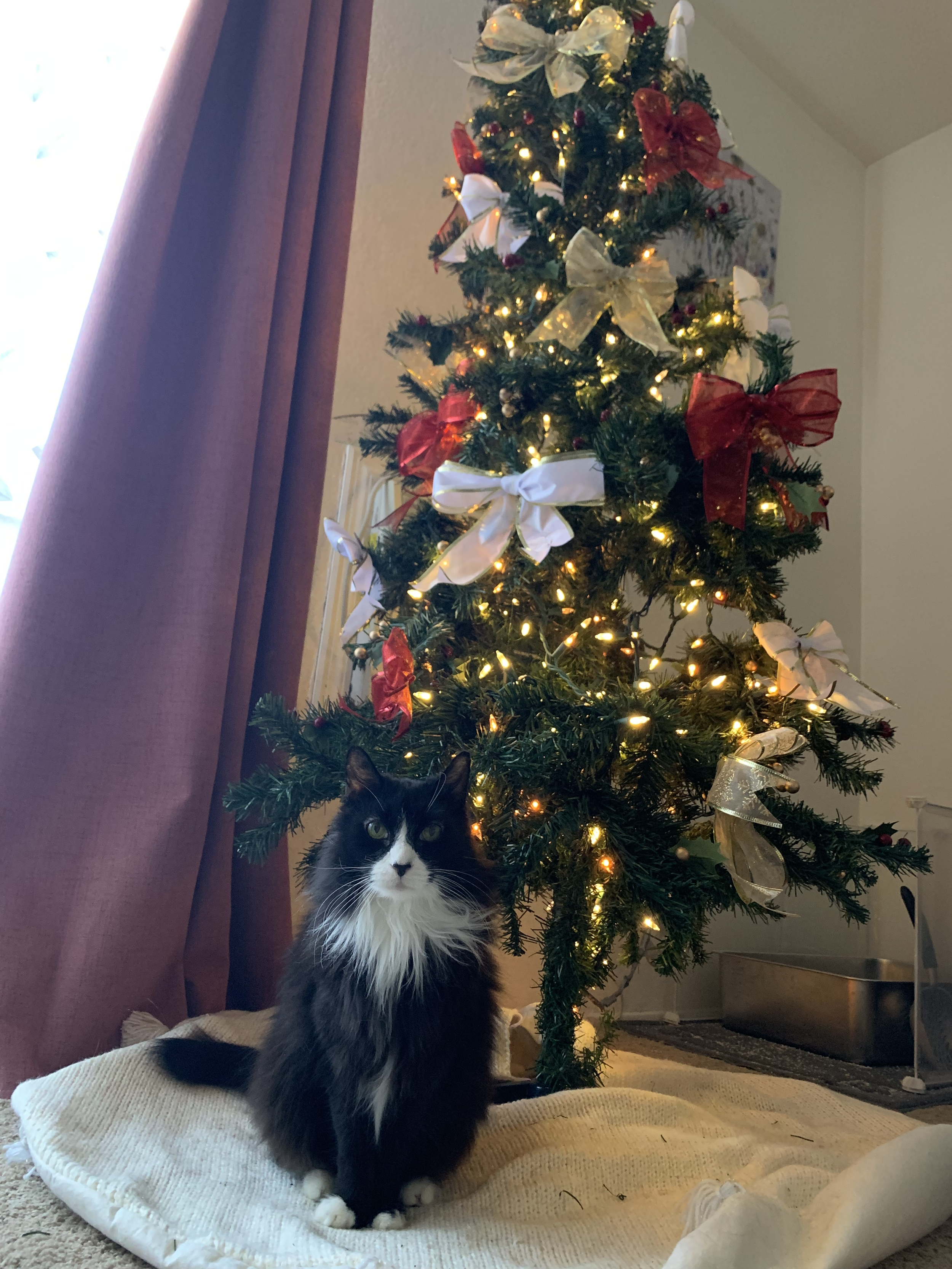 A black and white cat sitting on a cream-colored blanket in front of a decorated Christmas tree with white, gold, and red ribbons, lights, and ornaments.