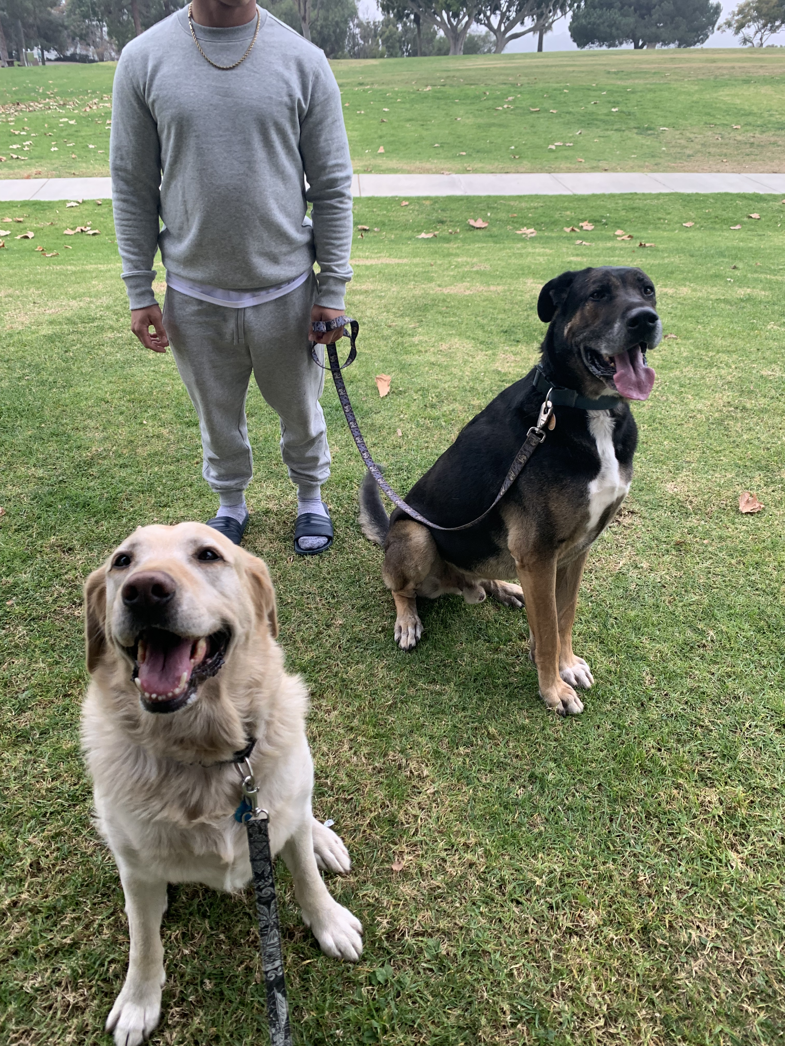 A person in gray sweatpants and a sweatshirt standing on a grassy field holding the leashes of two dogs, one light-colored and the other black and brown, both sitting comfortably and smiling on a cloudy day.
