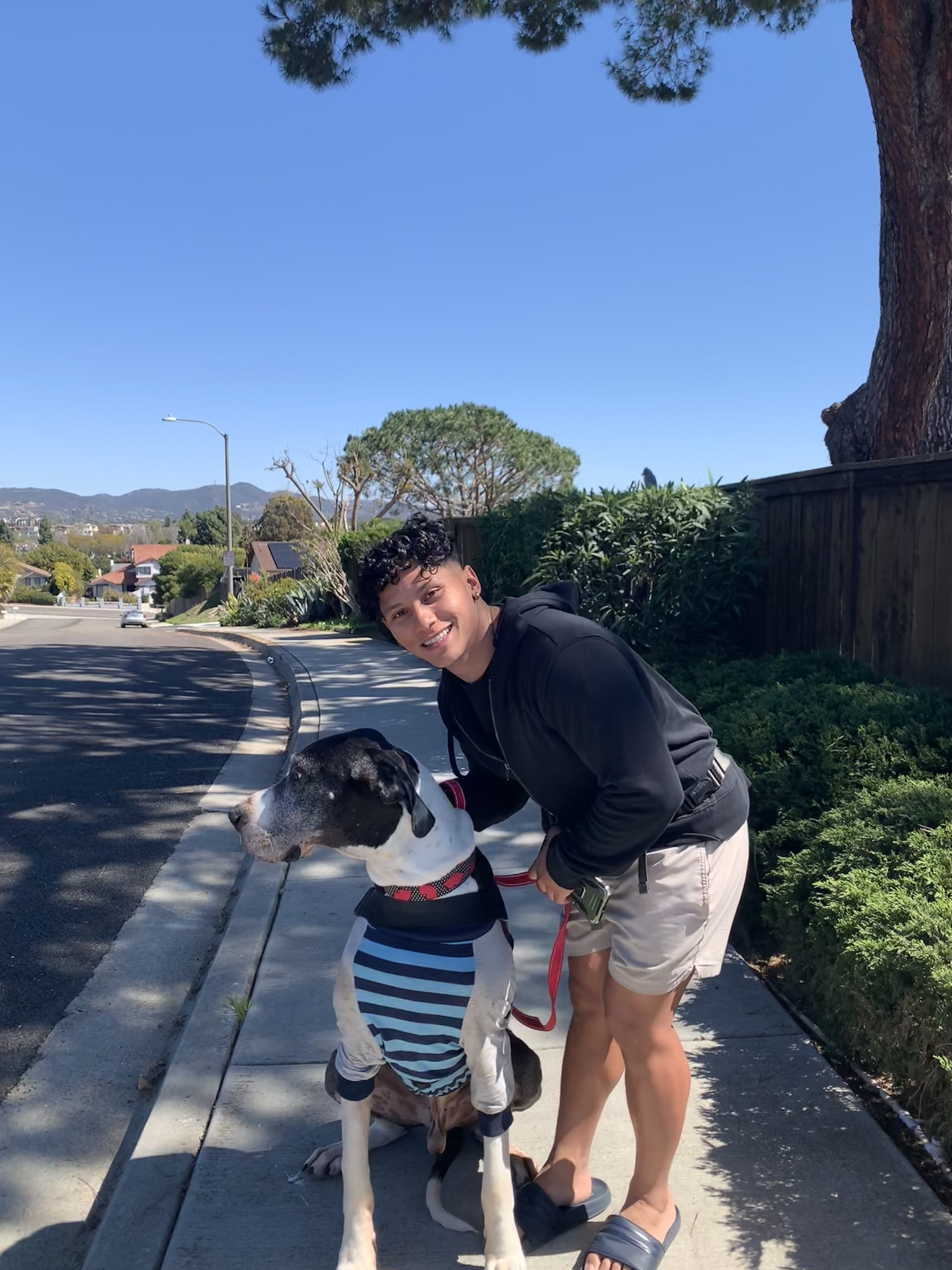 A young man in shorts and a black hoodie kneeling beside and smiling at a large black and white Great Dane dog wearing a striped outfit.