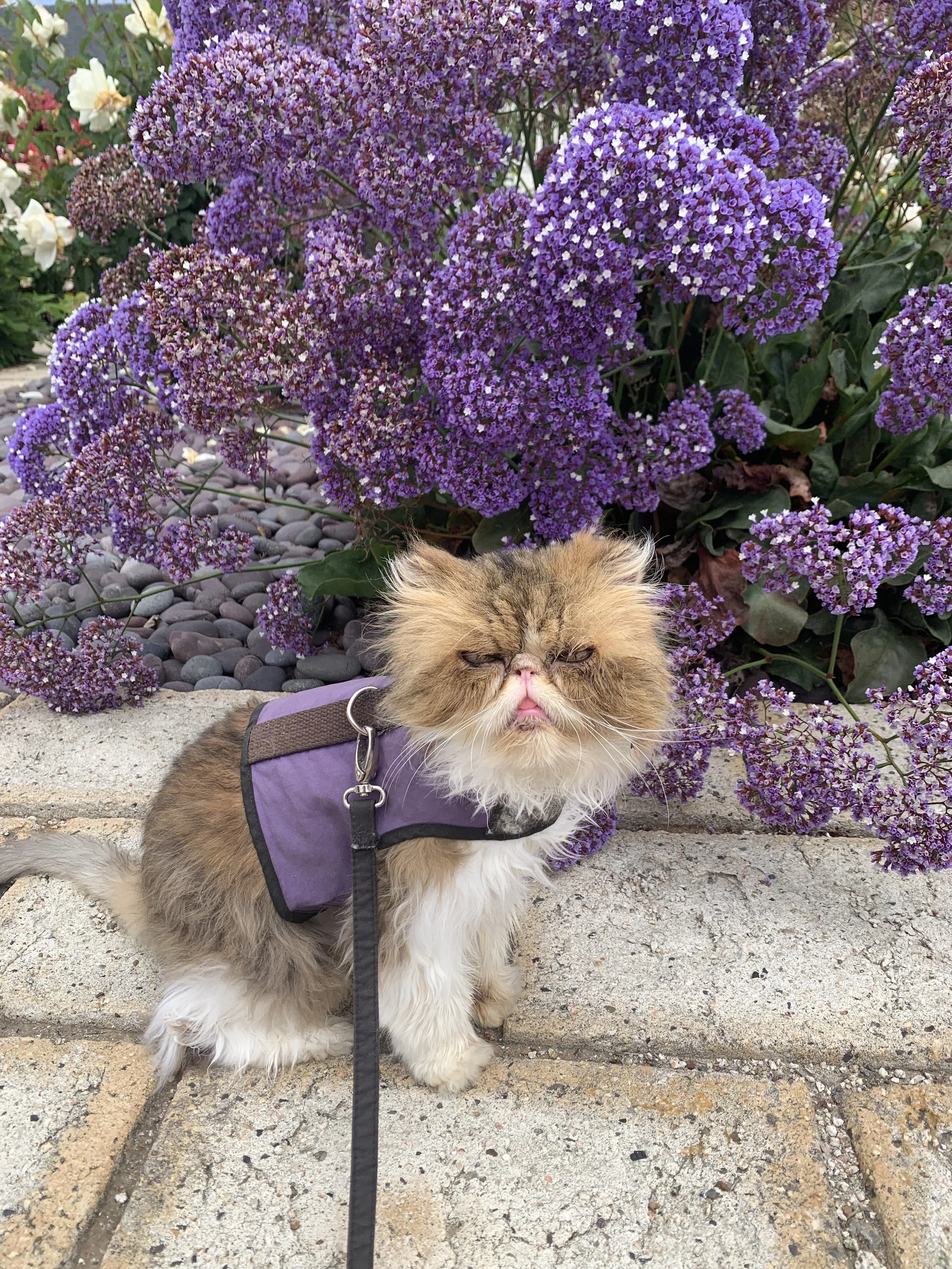 A small, fluffy cat with a flat face and a purple harness sitting in front of purple flowers on a paved walkway.