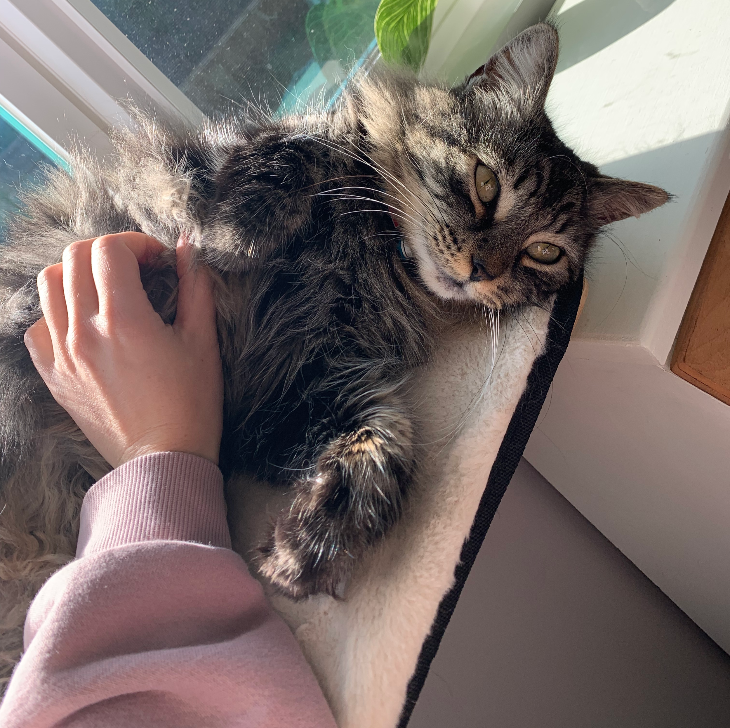 A person petting a long-haired tabby cat lying on a window ledge in sunlight, with a door and window in the background.