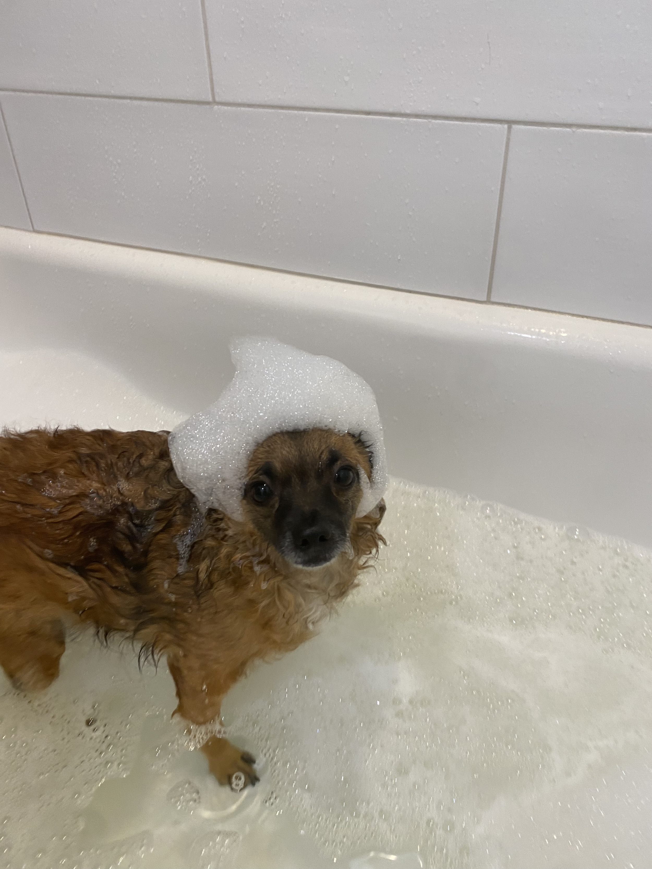 Small brown dog with a soap foam hat in a bathtub with soapy water.
