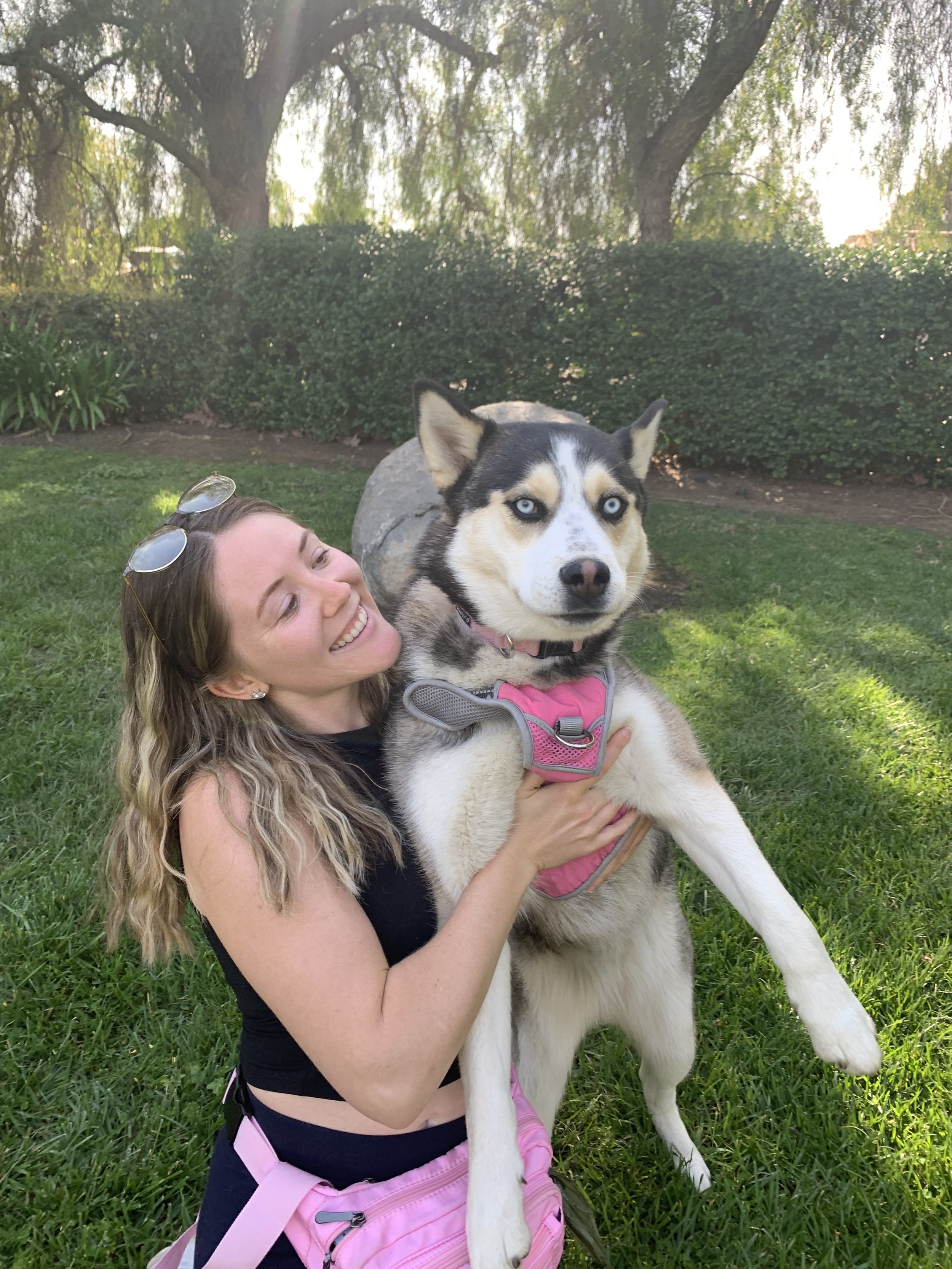 A woman smiling and holding a Siberian Husky with striking blue eyes, wearing a pink harness, in a park with green grass, trees, and bushes in the background.