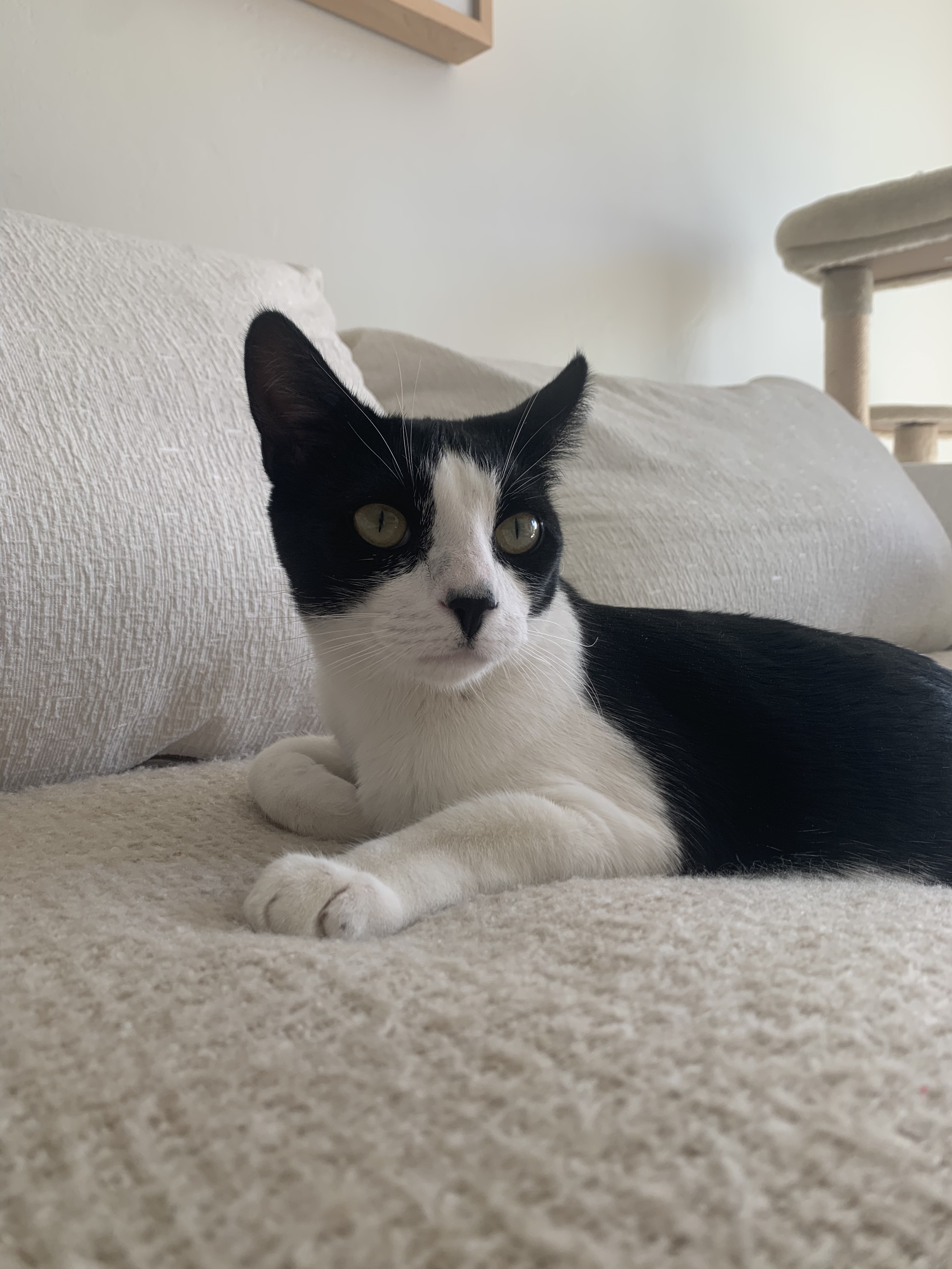 Black and white cat lying on a beige couch, looking at the camera with green eyes.