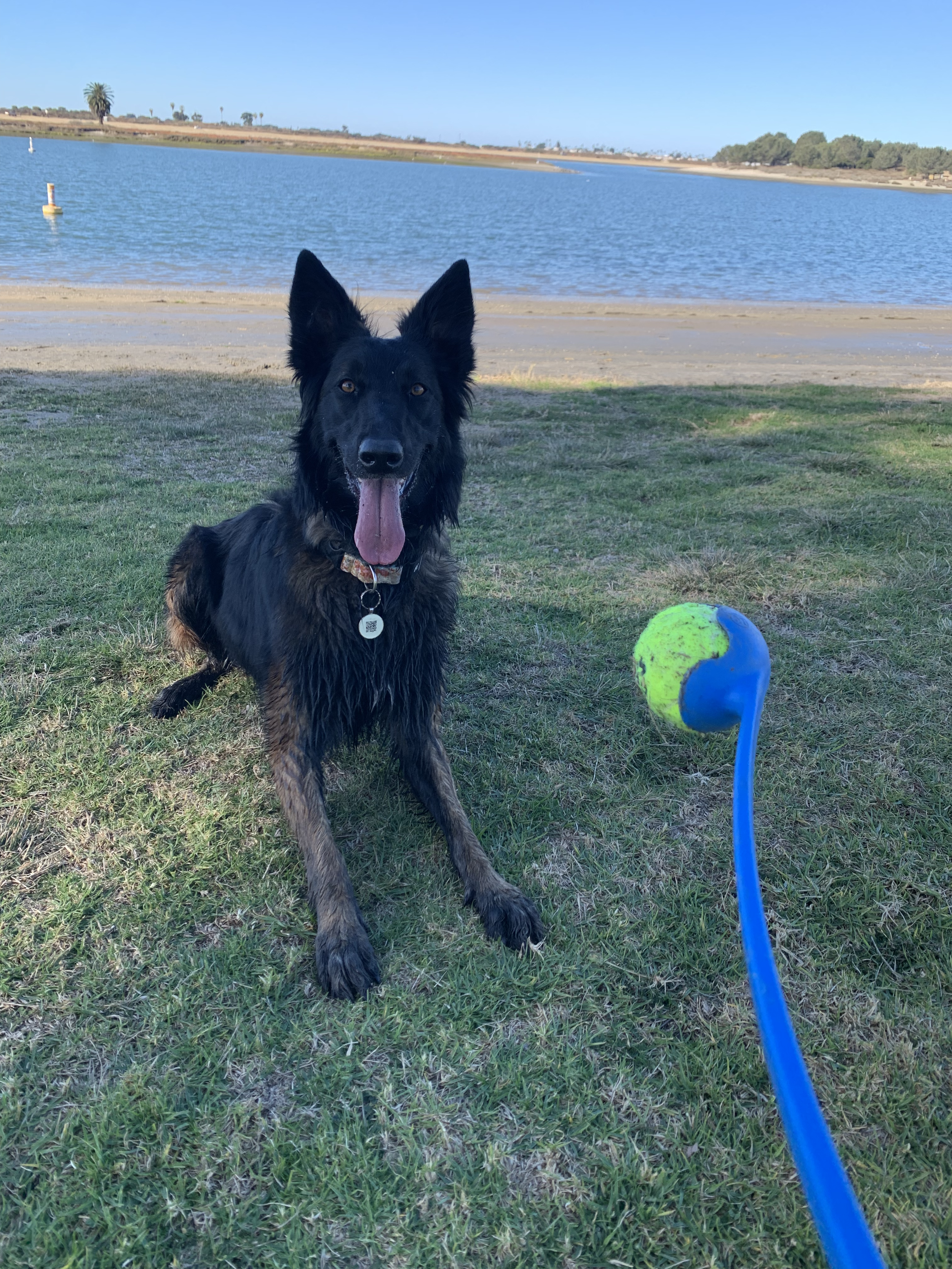 A black and brown dog with upright ears and tongue out sitting on grass near a lake, with a yellow and blue tennis ball on a blue stick in front of it.